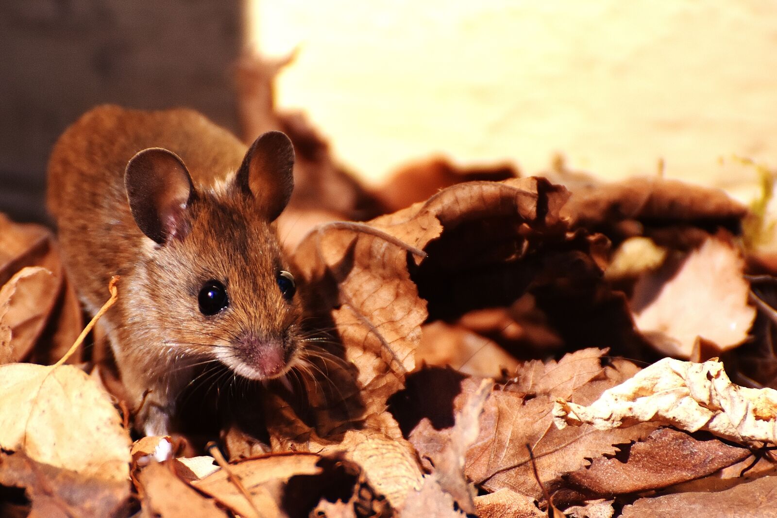Nikon D7200 sample photo. Wood mouse, nager, cute photography