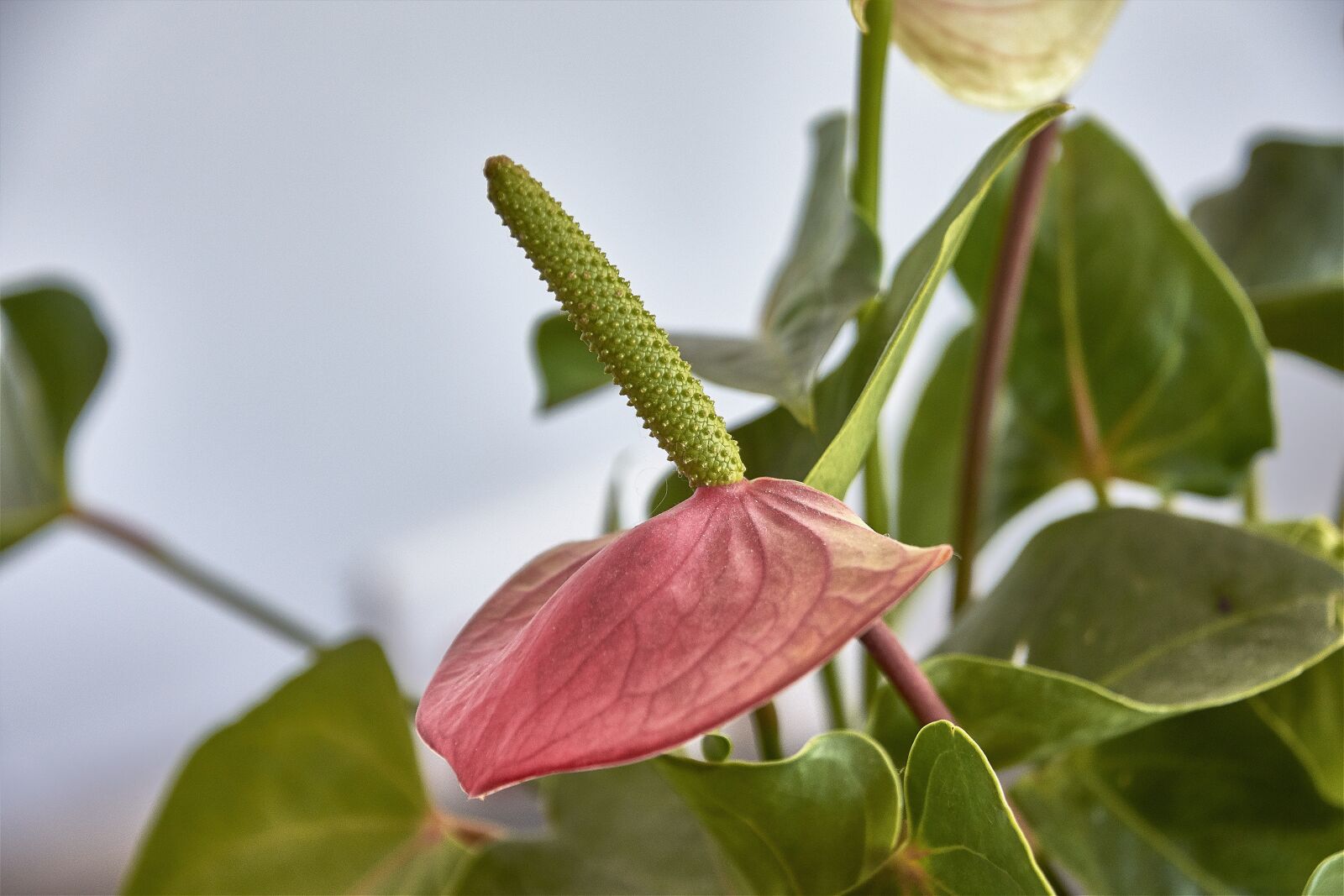Nikon D7200 sample photo. Flower, plant, petals photography