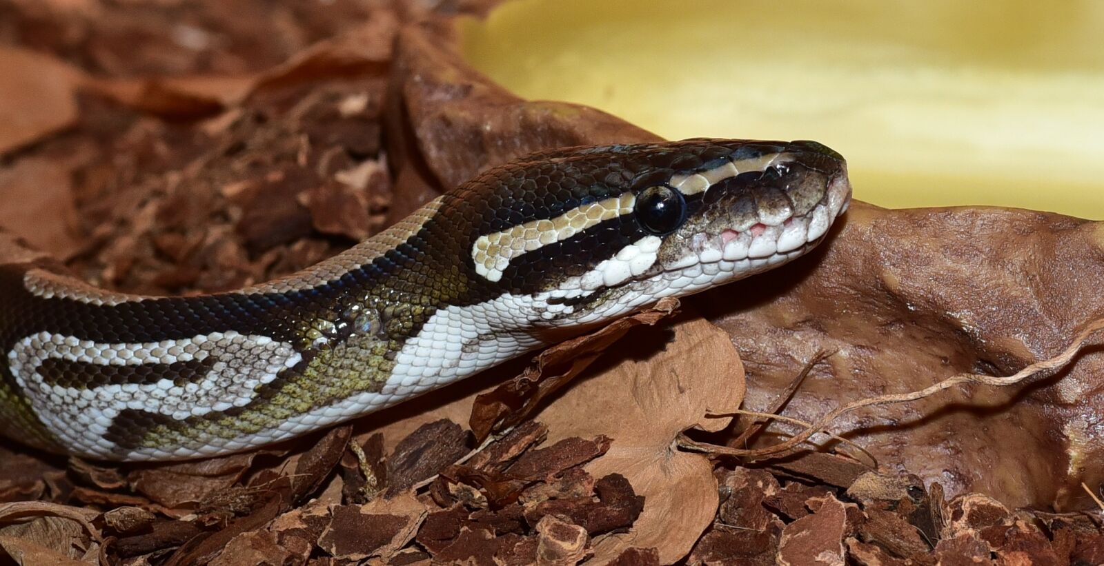 Nikon D750 sample photo. Snake, python, python regius photography