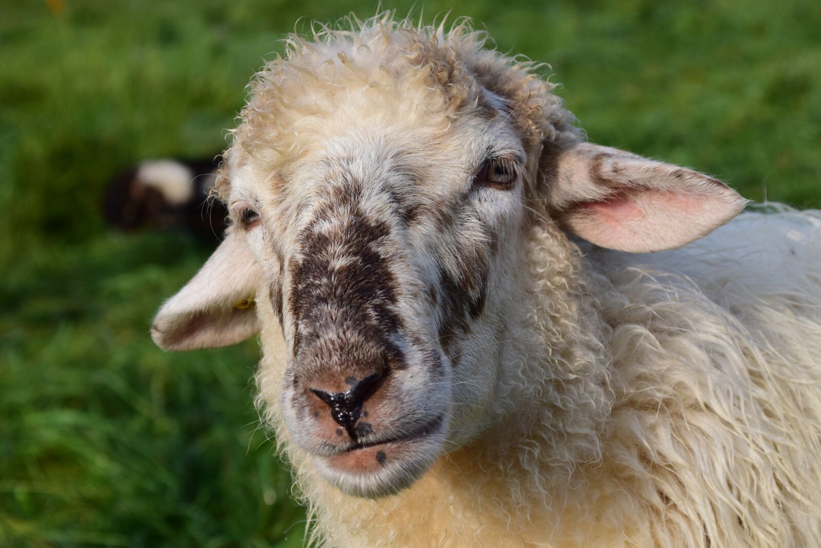 Nikon D3300 sample photo. Sheep, white, livestock photography