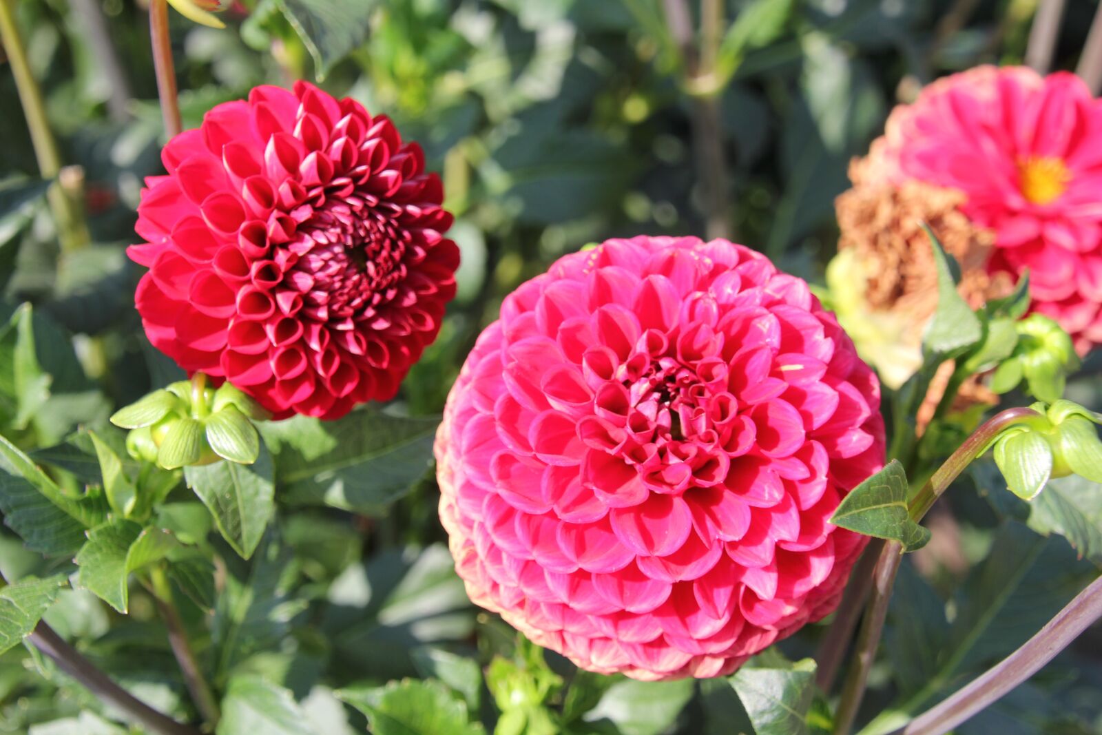 Canon EOS 60D sample photo. Dahlia, blossom, bloom photography