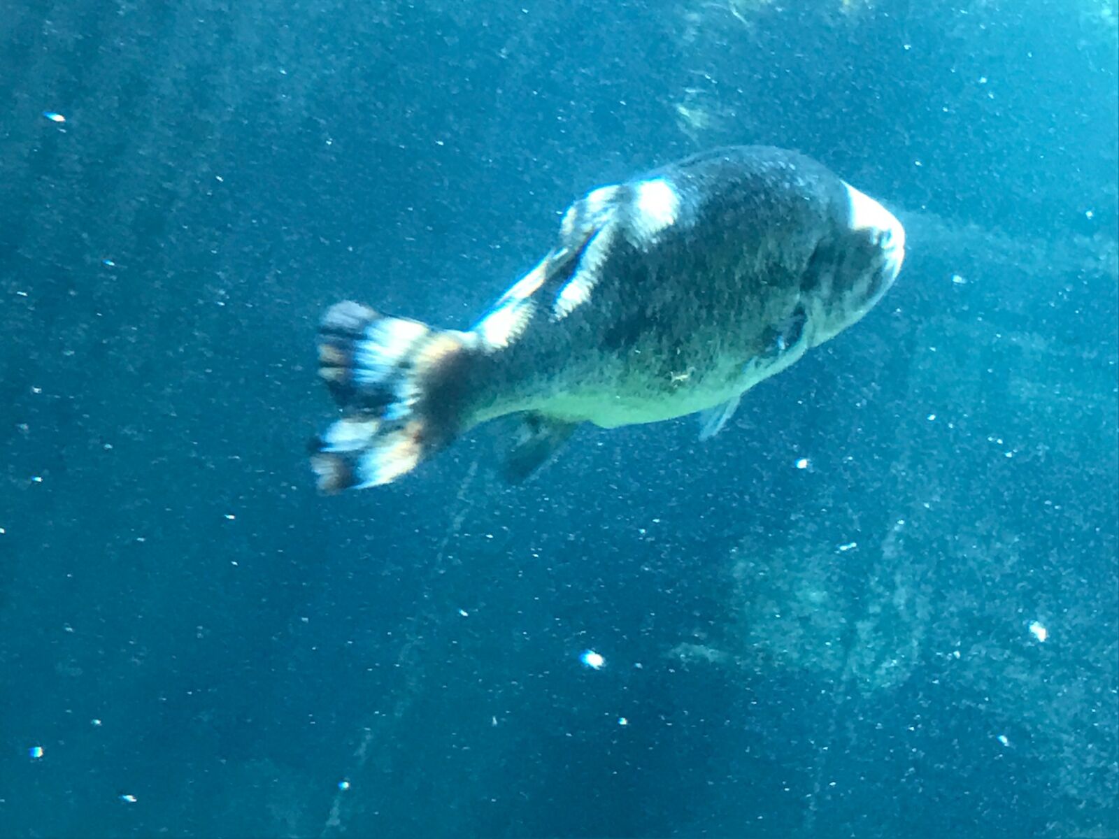 iPhone 7 back camera 3.99mm f/1.8 sample photo. Fish, zoo photography
