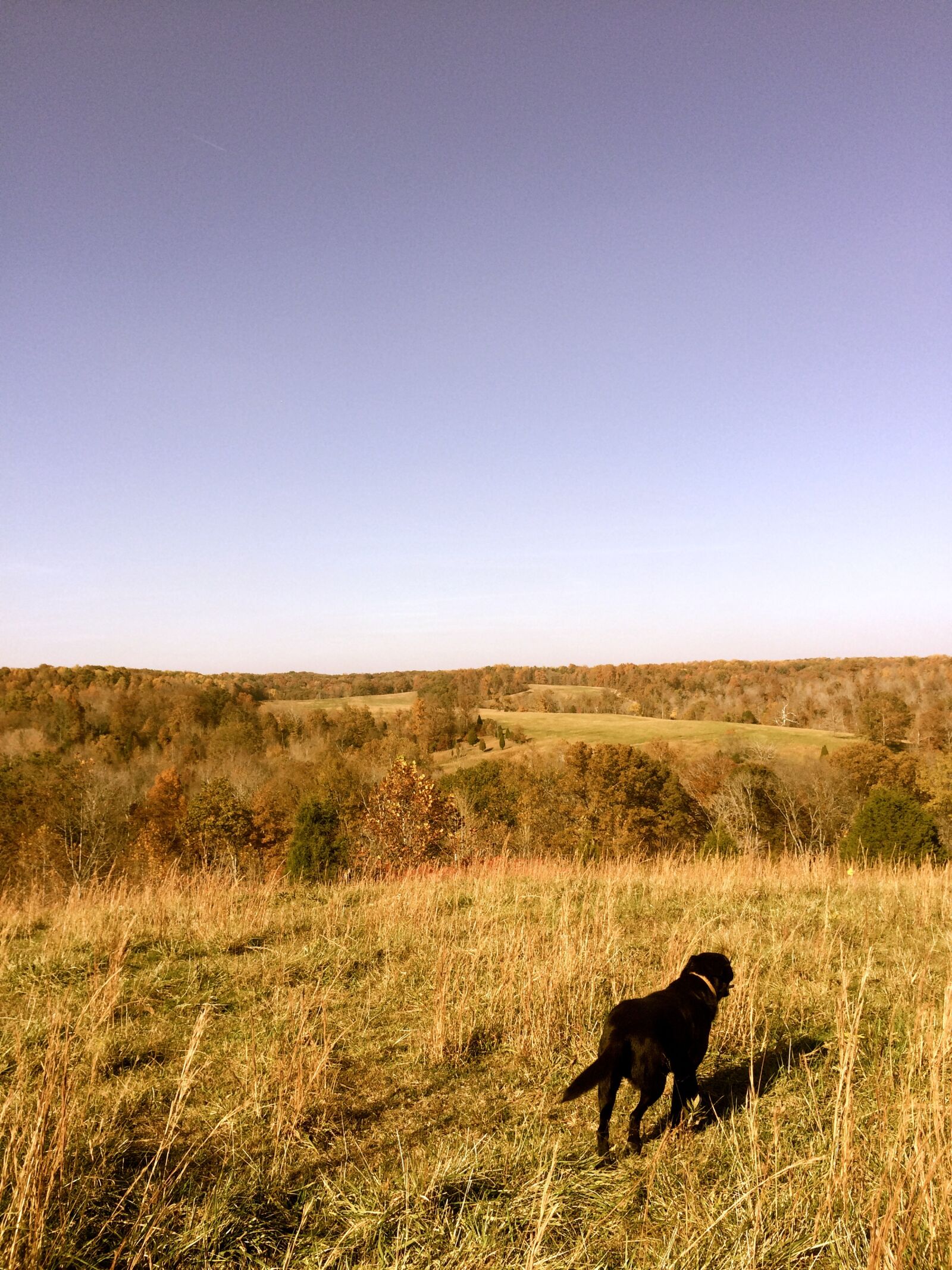 iPhone 5s back camera 4.15mm f/2.2 sample photo. Dog, field, animal photography