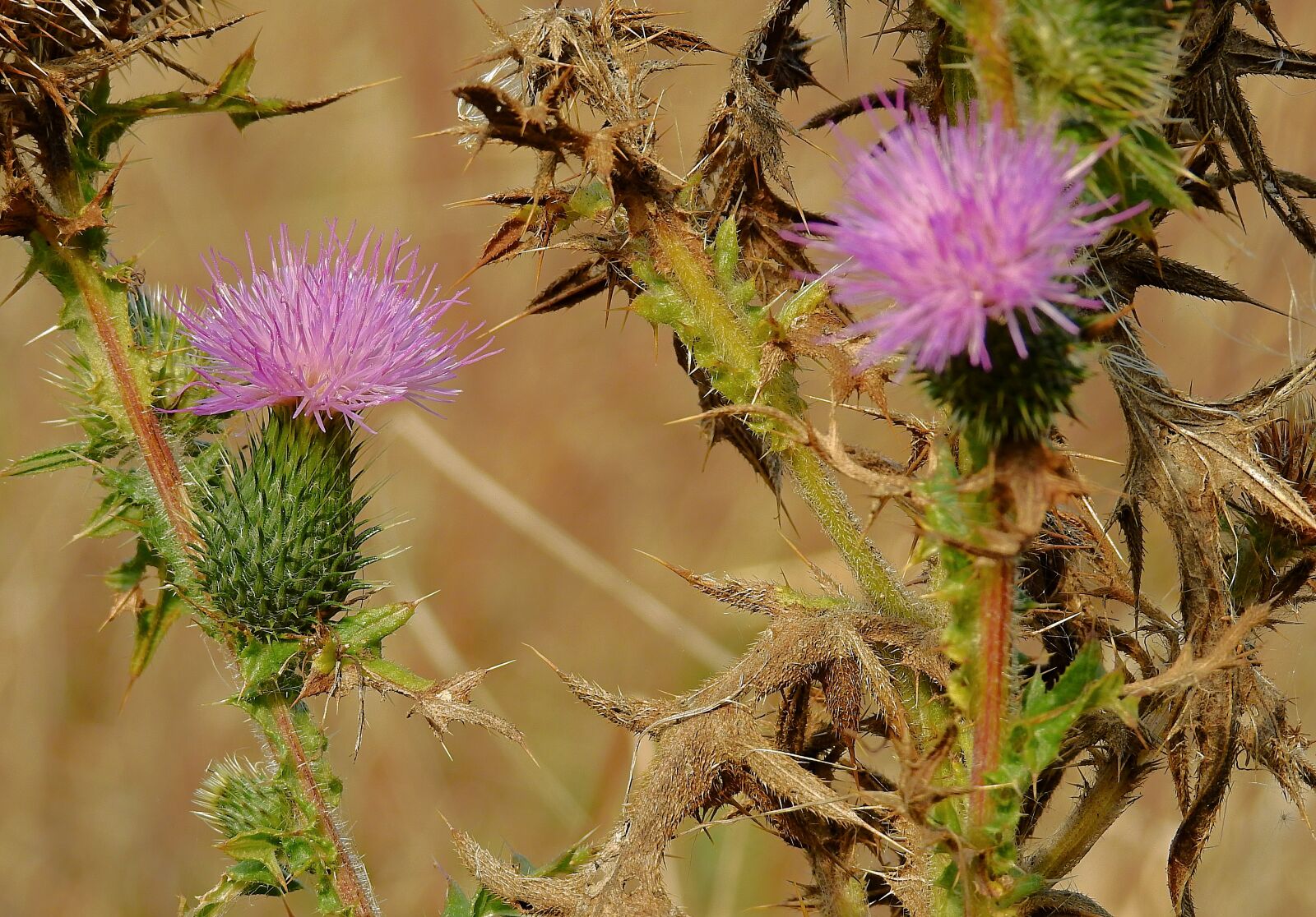Nikon Coolpix P900 sample photo. Thistles, meadow, barbed photography