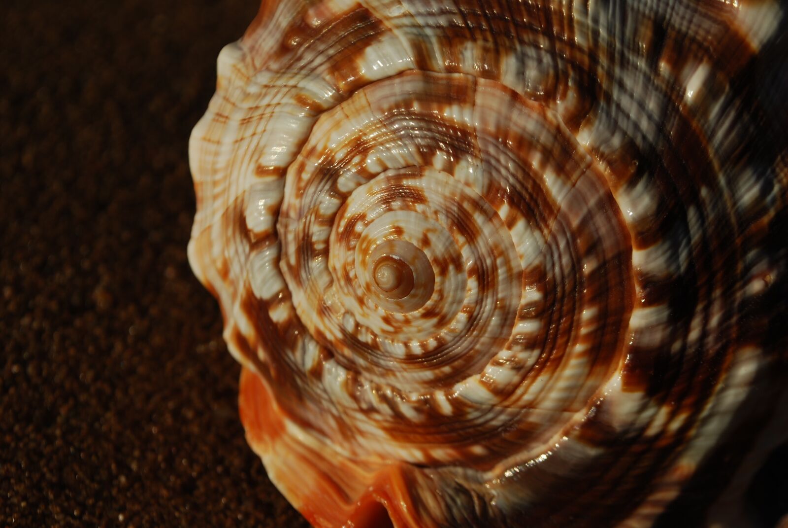 Nikon D40X sample photo. Fibonacci, spiral, mathematical spiral photography