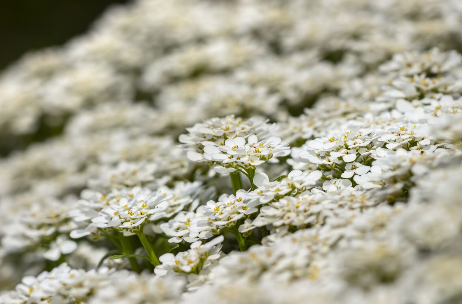 Canon EOS 700D (EOS Rebel T5i / EOS Kiss X7i) sample photo. Flowers, ground cover, blossom photography