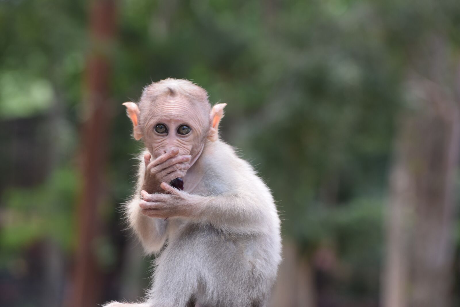 Nikon D3300 sample photo. Bannerghatta biological park, animal photography