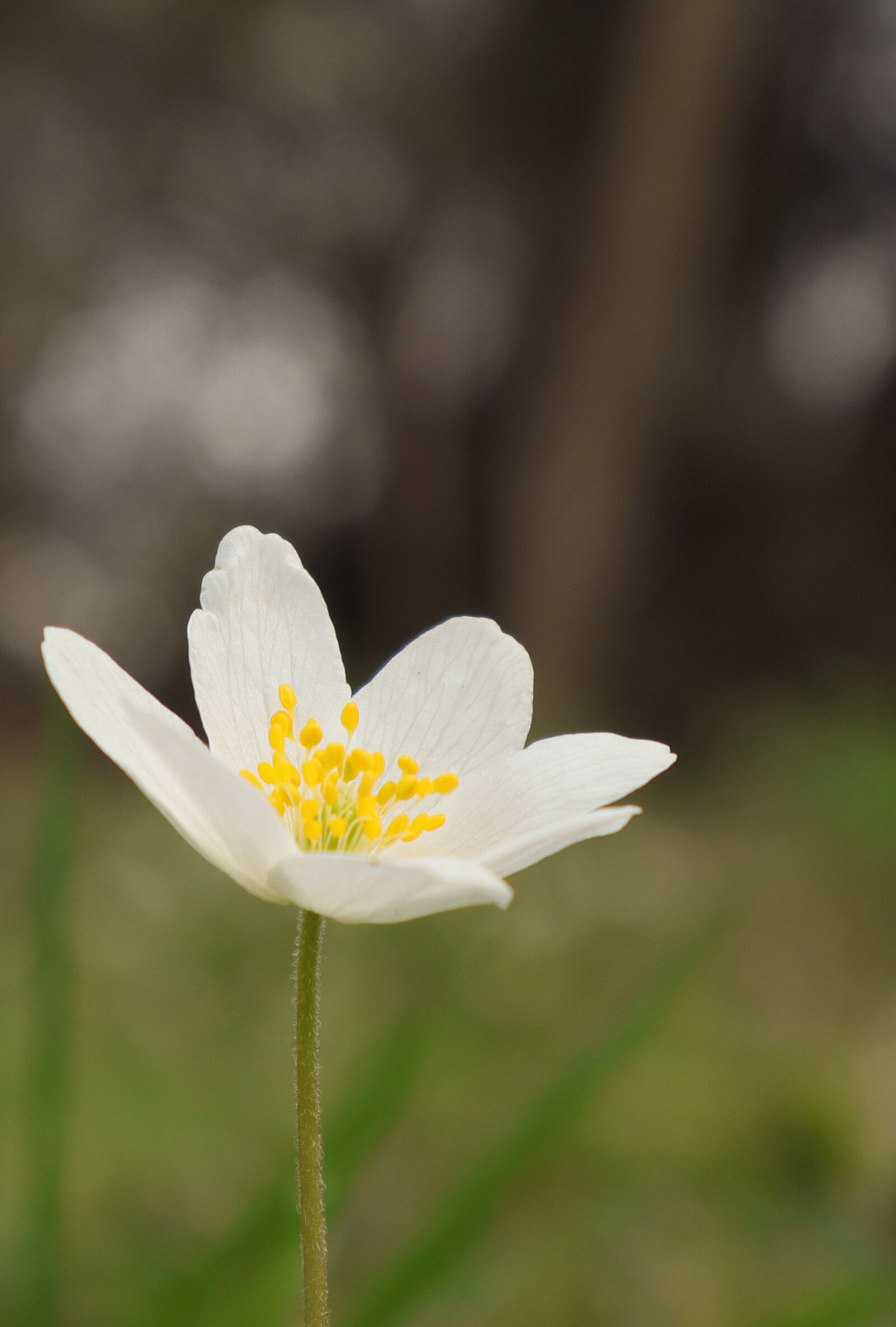 Canon EOS M50 (EOS Kiss M) sample photo