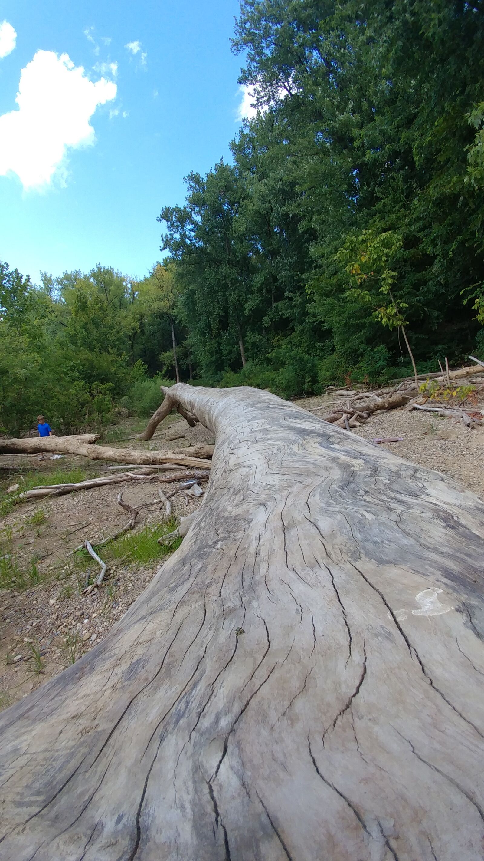 LG V20 sample photo. Long tree trunk, driftwood photography