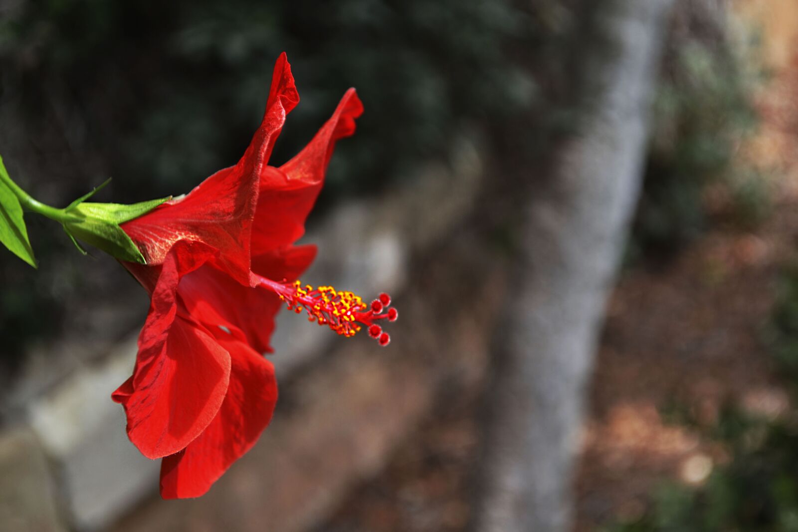 Nikon D3100 sample photo. Nature, outdoors, flower photography