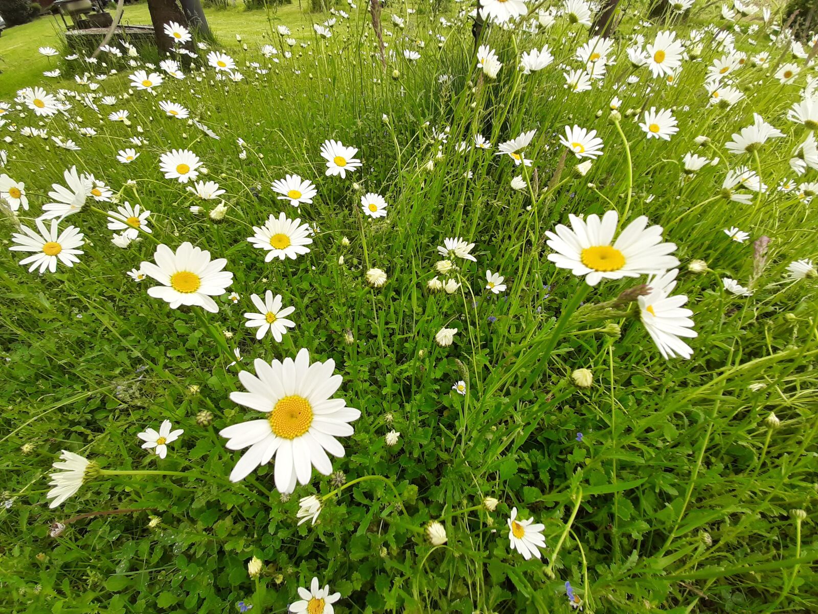 Samsung Galaxy A50 sample photo. Daisy, white, flowers photography