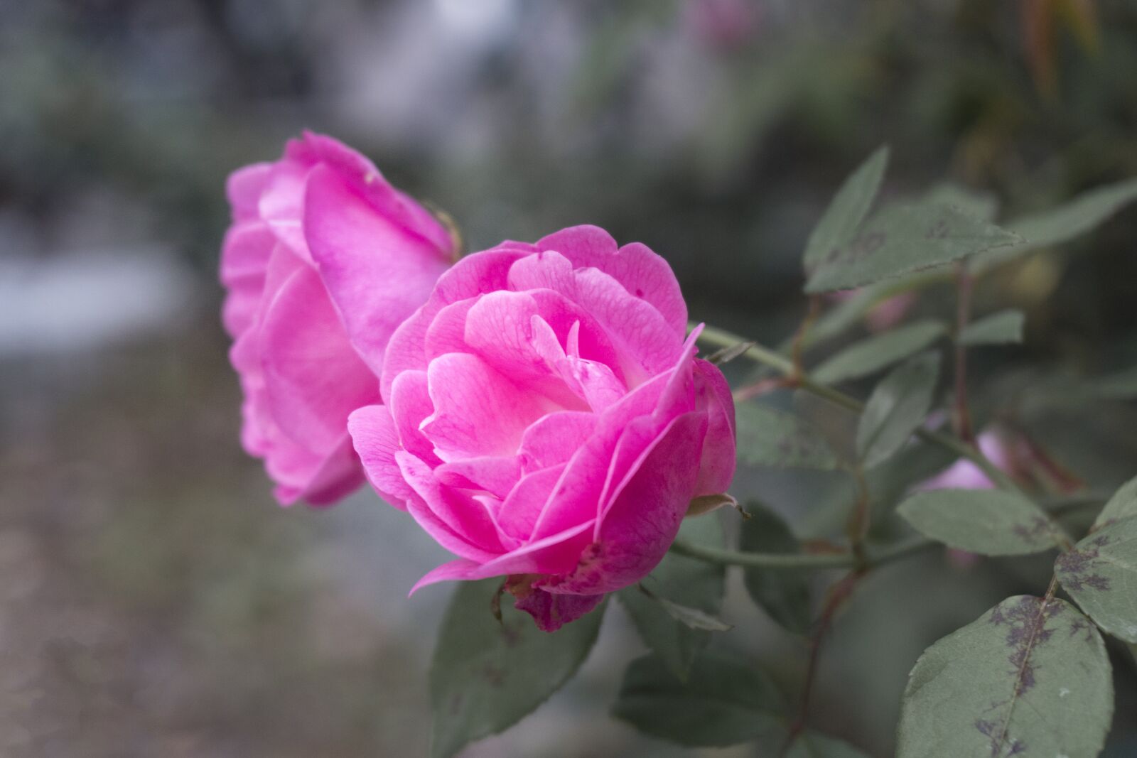 Sony E 16-50mm F3.5-5.6 PZ OSS sample photo. Pink, rose, garden photography