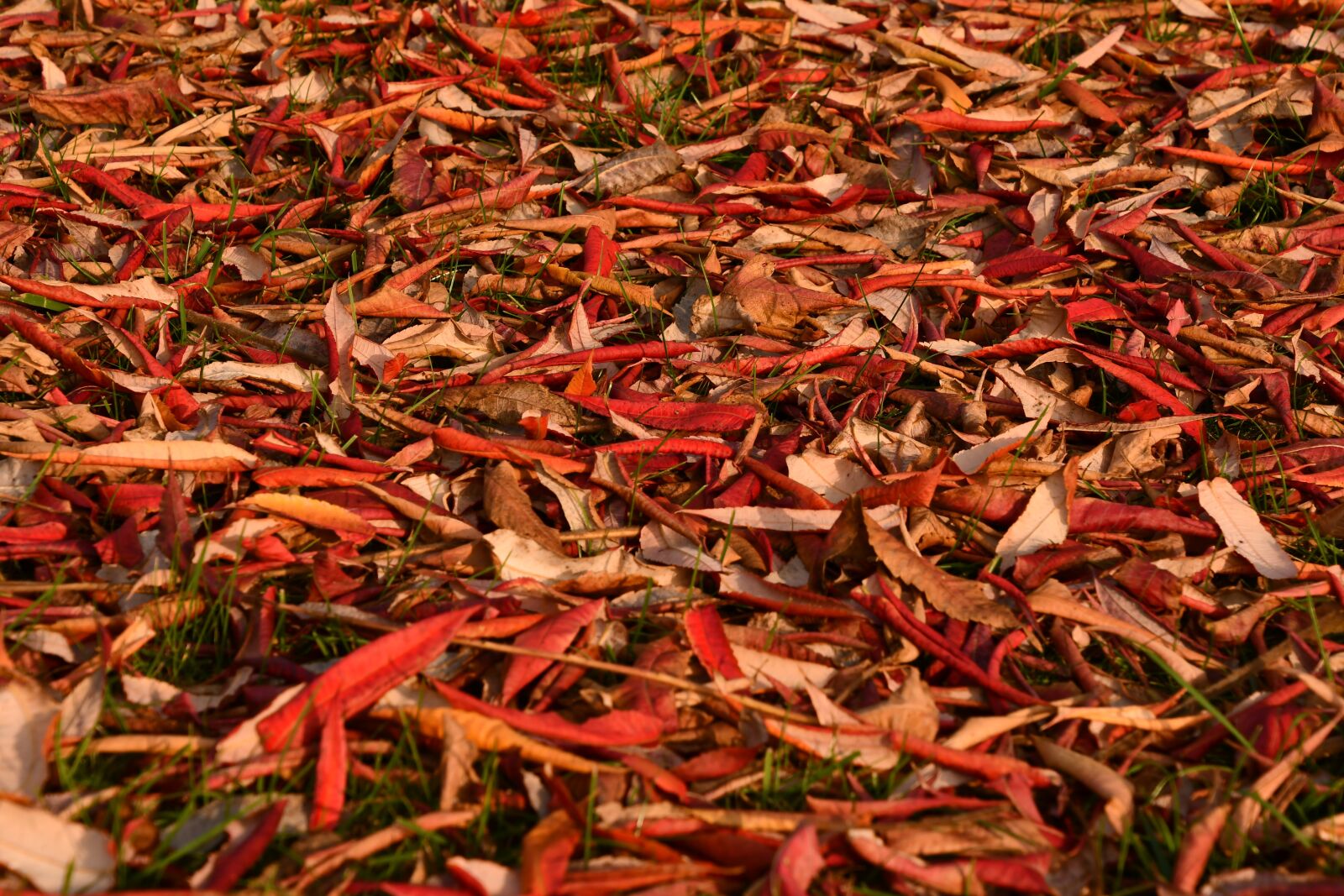 Nikon D7500 sample photo. Autumn, ecetfa, fall photography
