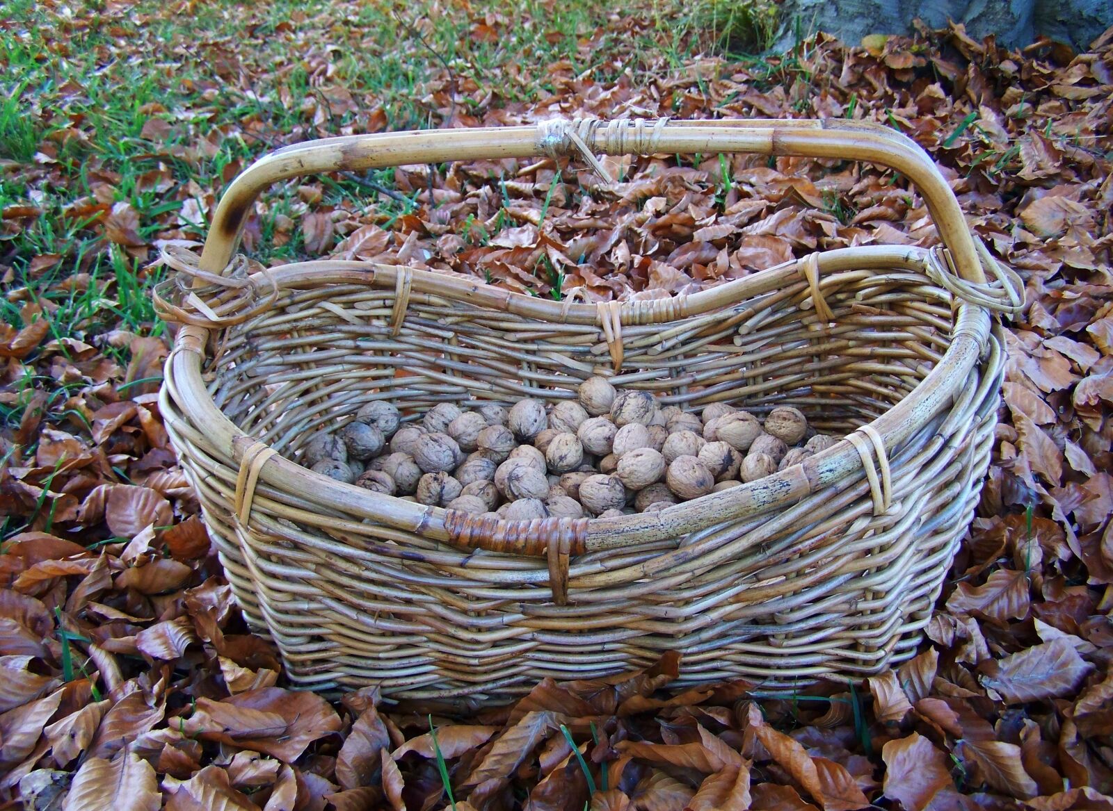 Kodak EASYSHARE ZD710 ZOOM DIGITAL CAMERA sample photo. Basket, wicker basket photography