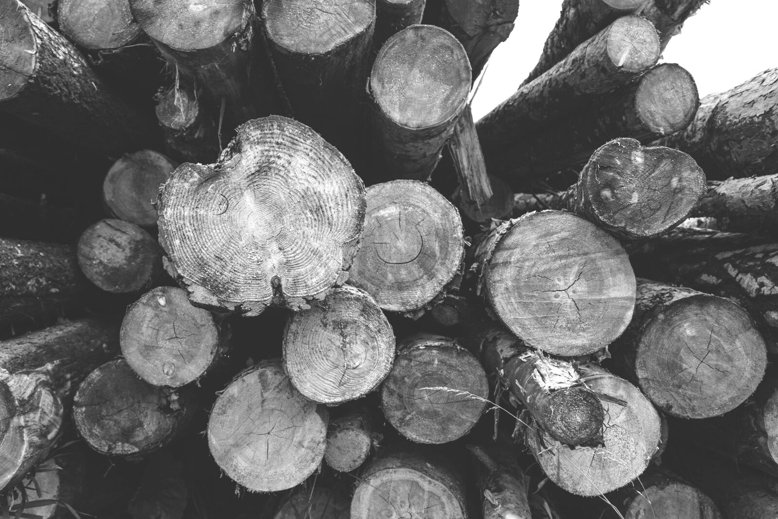 Canon EOS 6D + Canon EF 24-105mm F4L IS USM sample photo. Logs, nature, wood photography