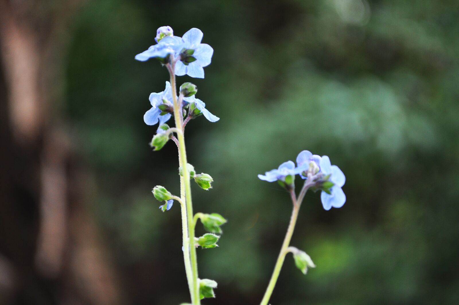 Nikon D5000 sample photo. Small, blue, flower photography