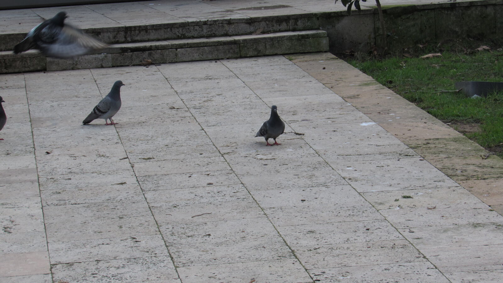 Canon PowerShot SX520 HS sample photo