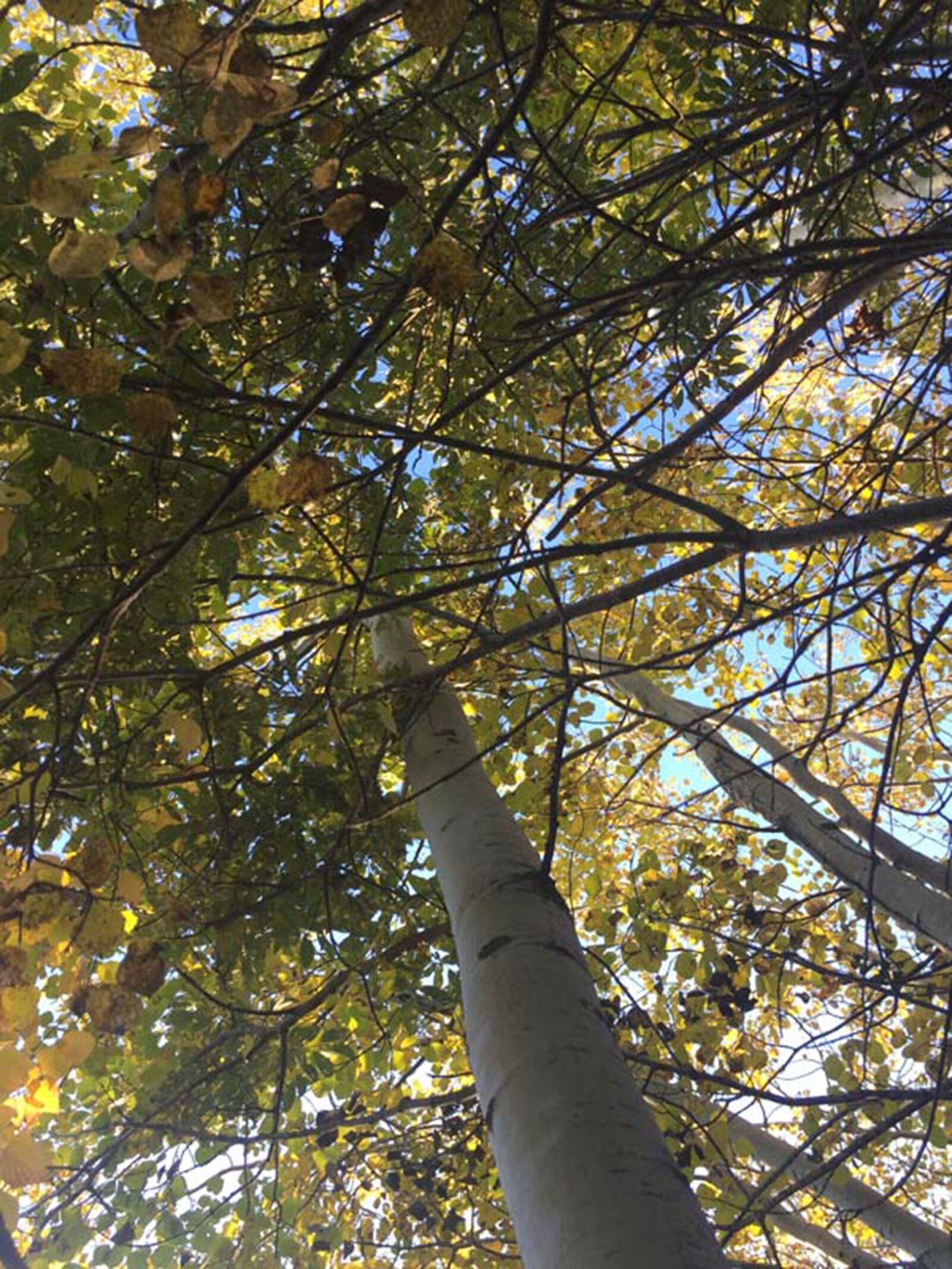 iPhone 6 back camera 4.15mm f/2.2 sample photo. Autumn, colours, autumn, leaves photography