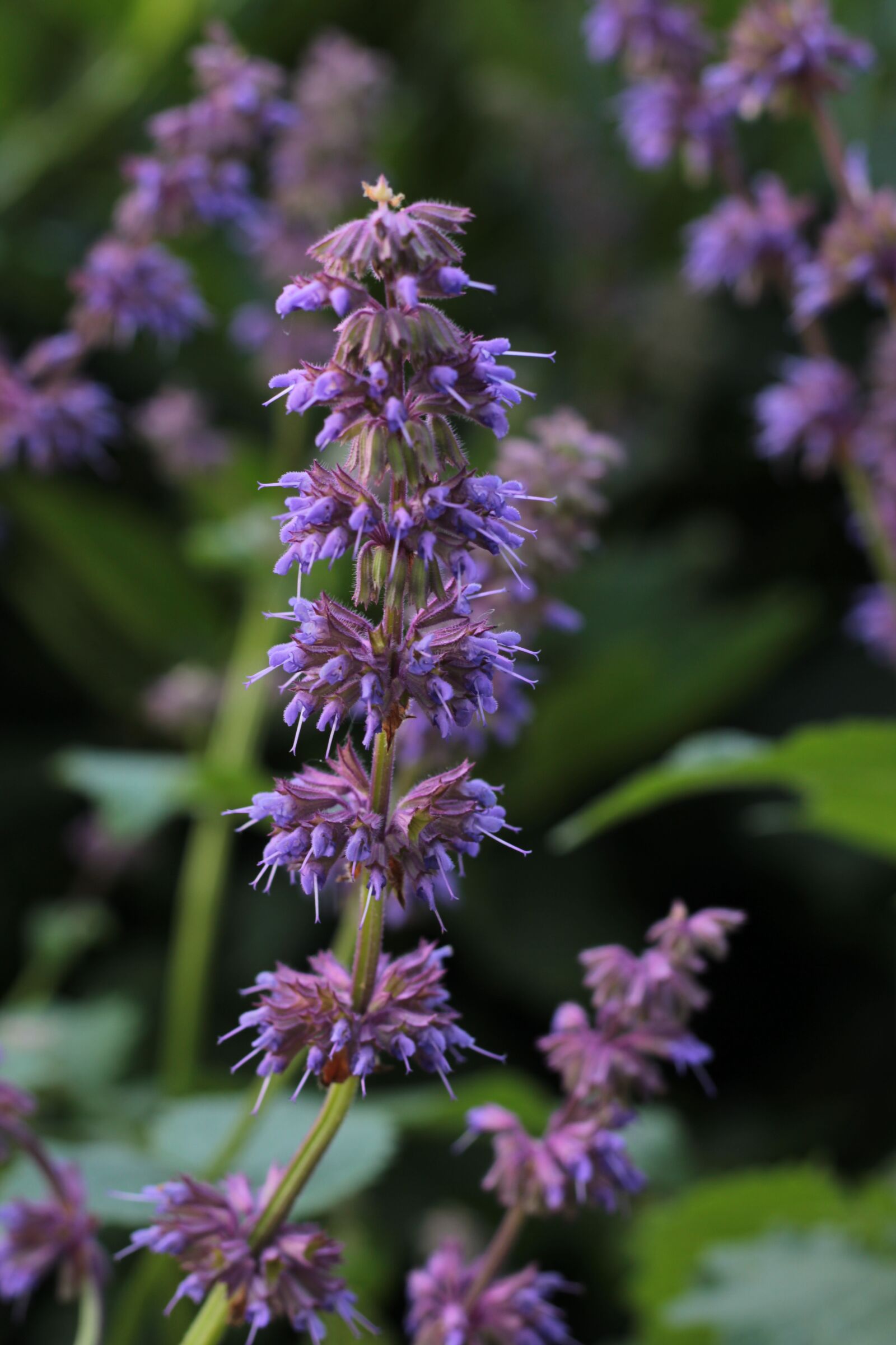 Canon EOS 600D (Rebel EOS T3i / EOS Kiss X5) + Canon EF 50mm F1.8 STM sample photo. Sage green, smouldering torches photography