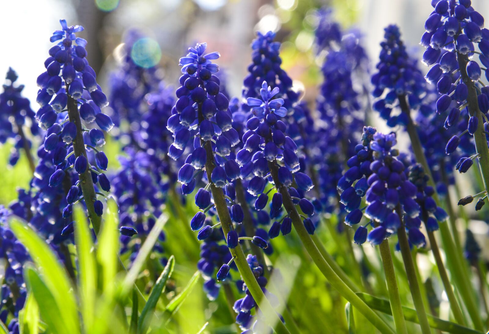 Nikon D610 sample photo. Hyacinth, early bloomer, blue photography