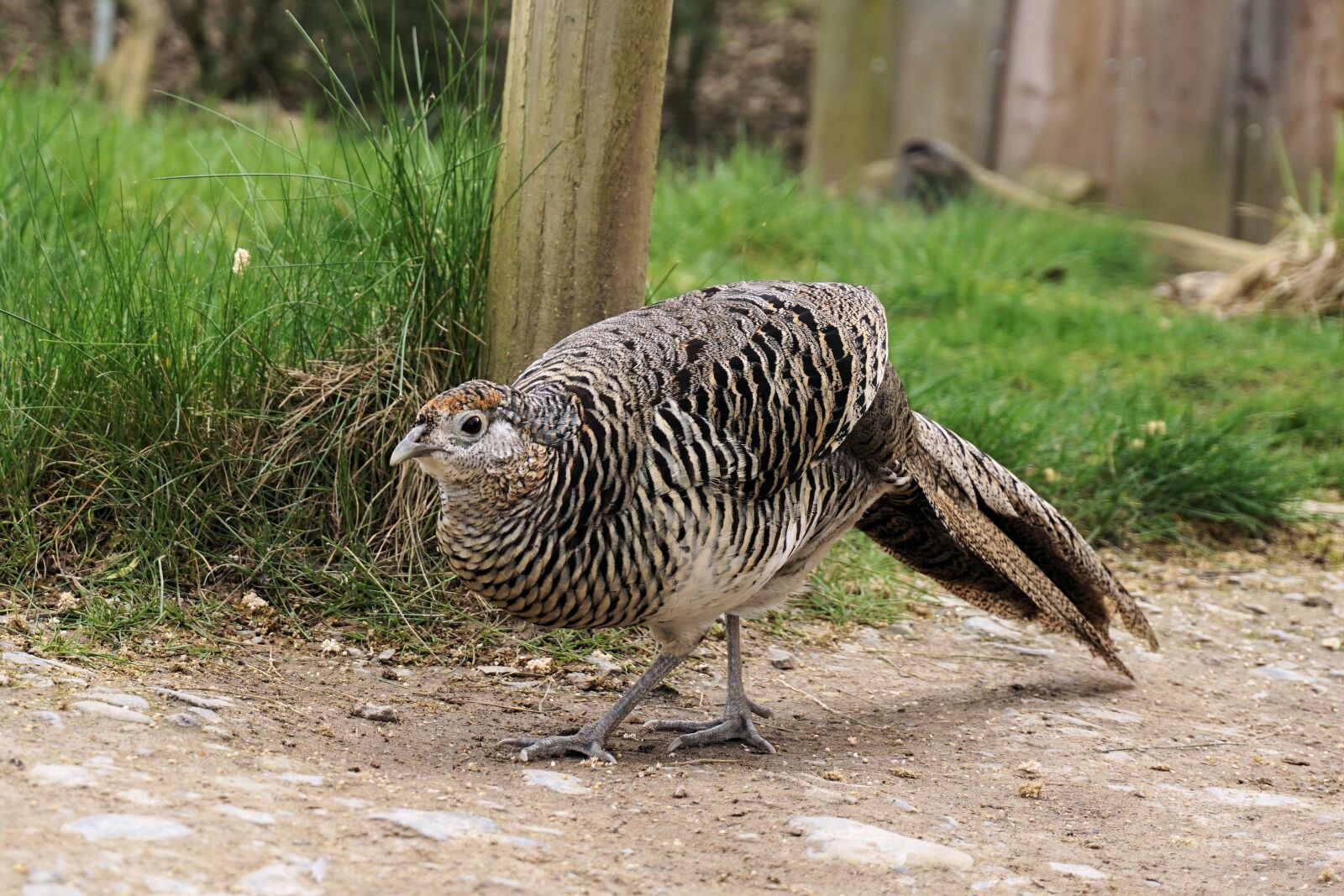 Sony a6000 sample photo. Pheasant, goldfasan, female photography