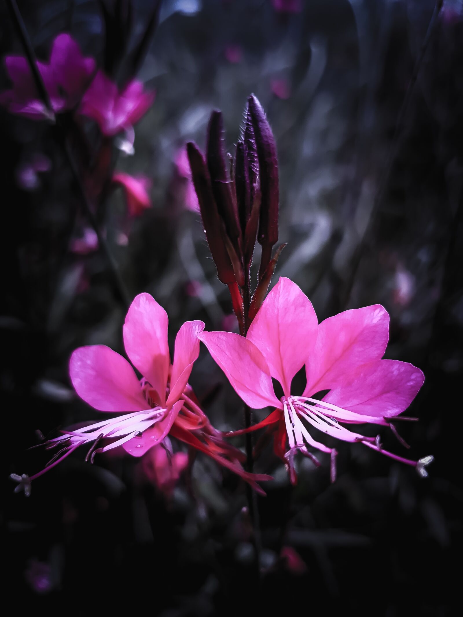 Samsung Galaxy S7 Edge Rear Camera sample photo. Flowers, pink, flower photography