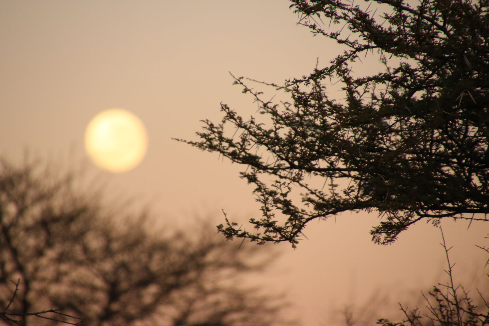 Canon EOS 7D Mark II sample photo. Bush, evening, hot, sky photography