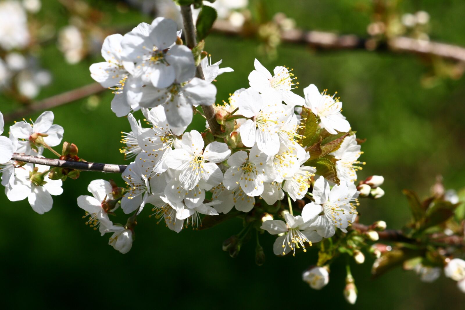Canon EOS 400D (EOS Digital Rebel XTi / EOS Kiss Digital X) sample photo. Fruit tree, flowers, spring photography