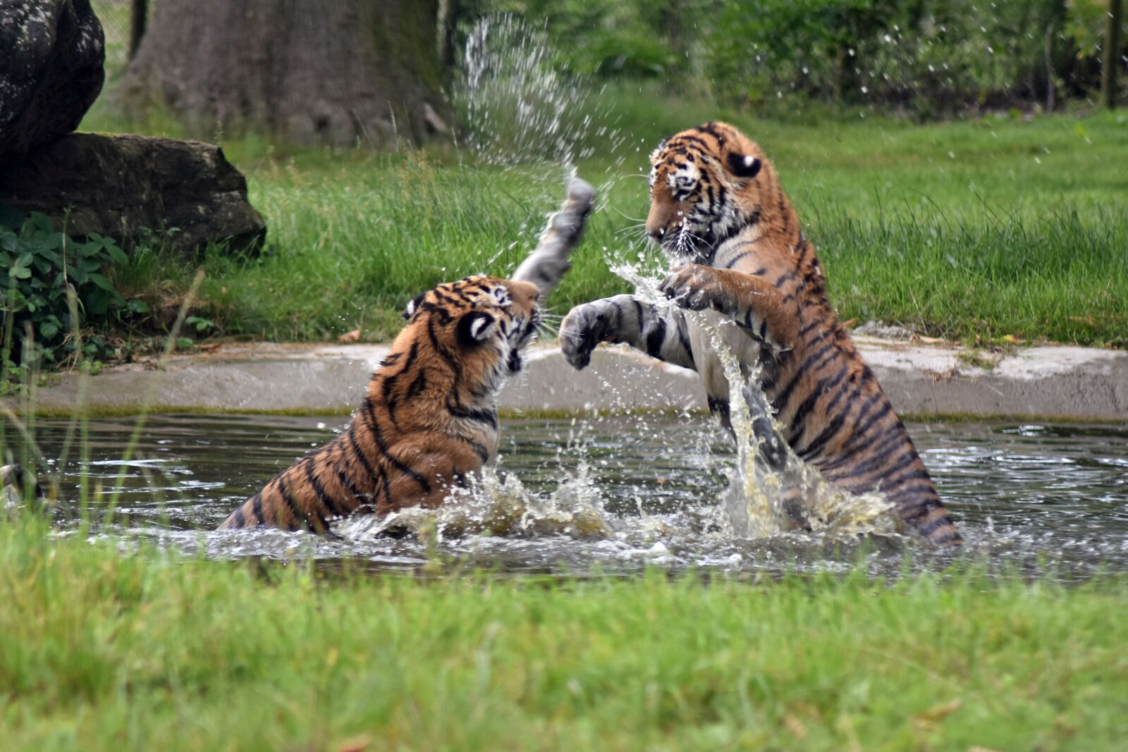 Nikon D7200 sample photo. Tiger, cat, wild photography