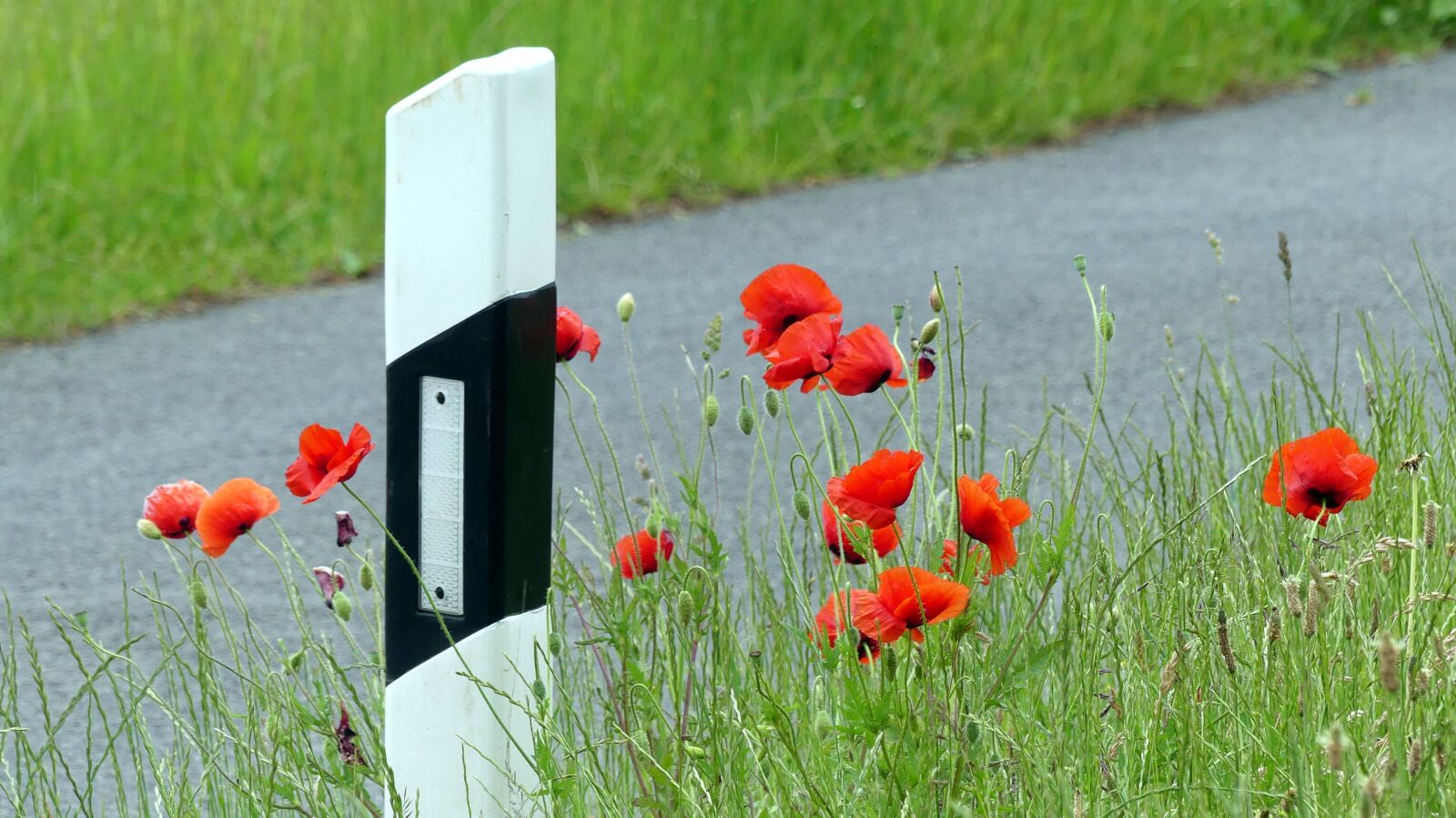 Panasonic Lumix DMC-FZ300 sample photo. Poppy, red, road photography