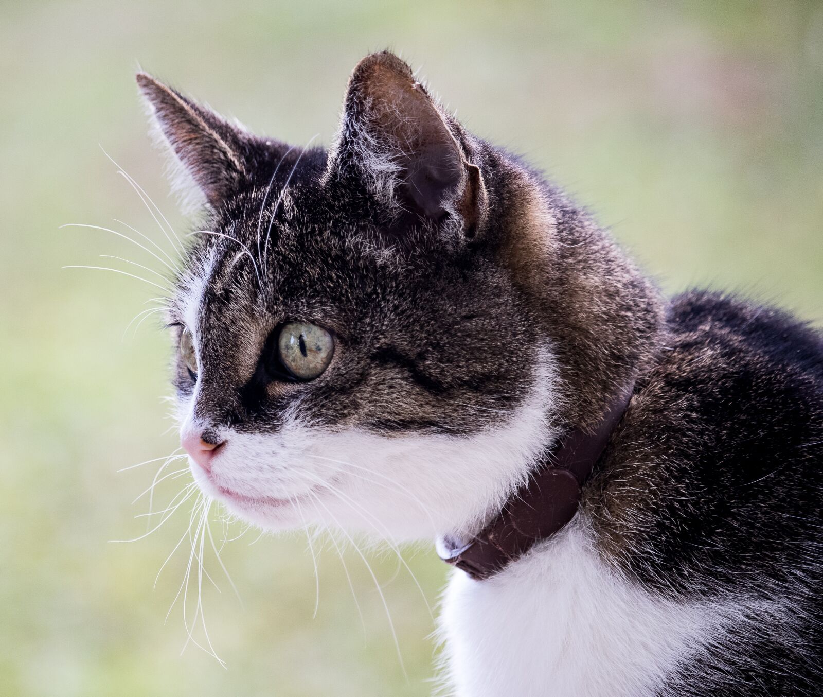 Canon EF-S 55-250mm F4-5.6 IS STM sample photo. Cat, domestic cat, pet photography