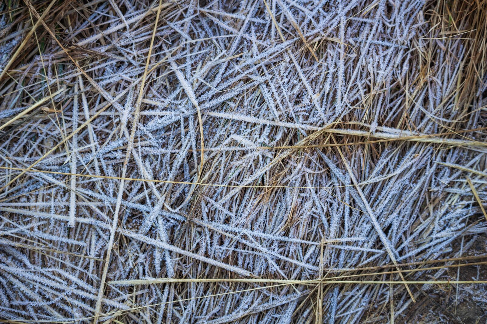 Canon EOS 100D (EOS Rebel SL1 / EOS Kiss X7) + Canon EF-S 55-250mm F4-5.6 IS STM sample photo. Frozen grass, grass, ice photography