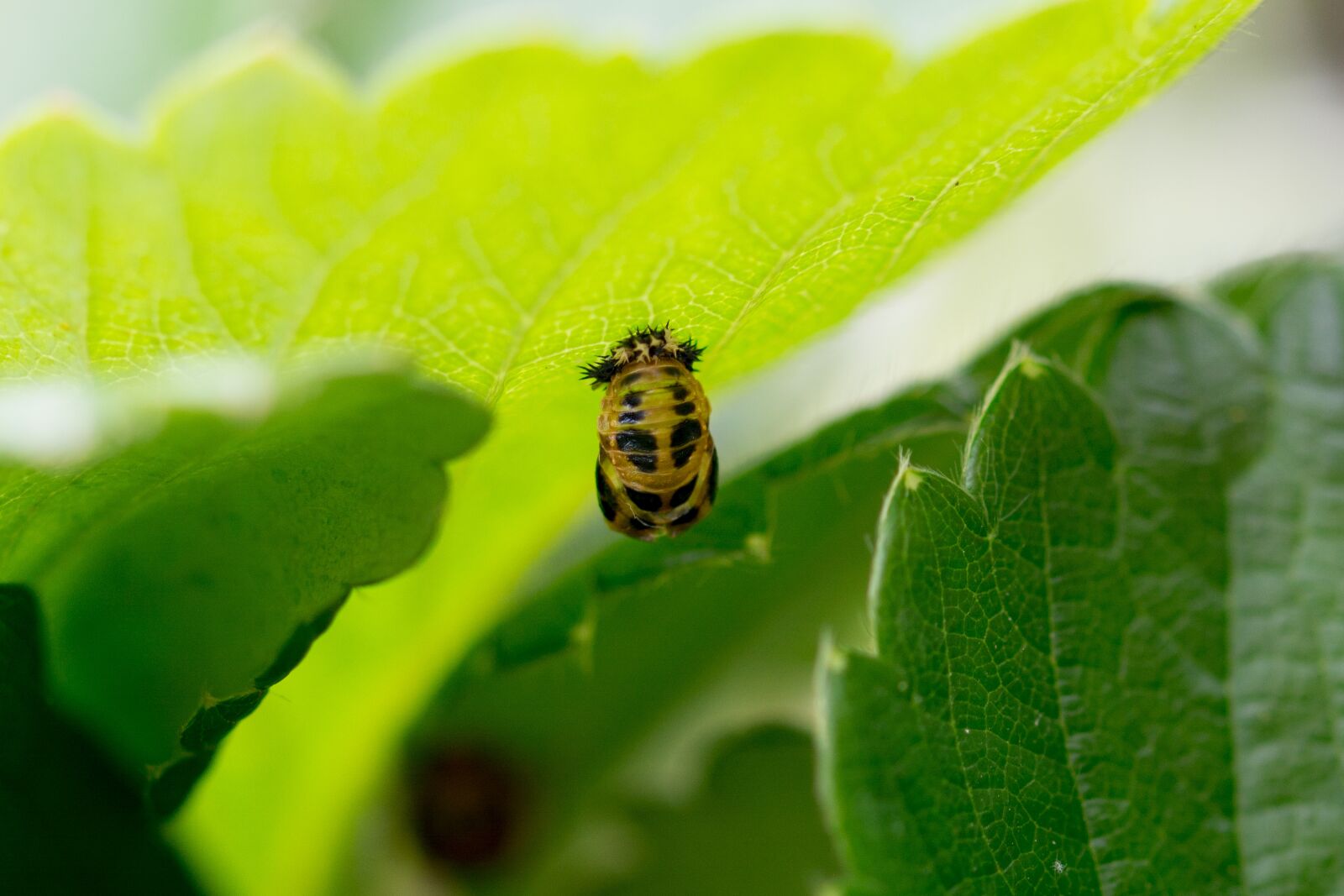Nikon D7100 sample photo. Larva, ladybug, mummy doll photography