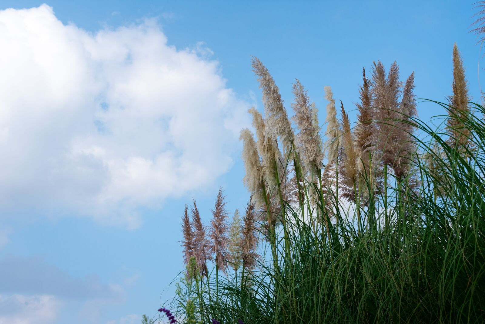 Nikon D3400 sample photo. Cloud, cumulus, white cloud photography