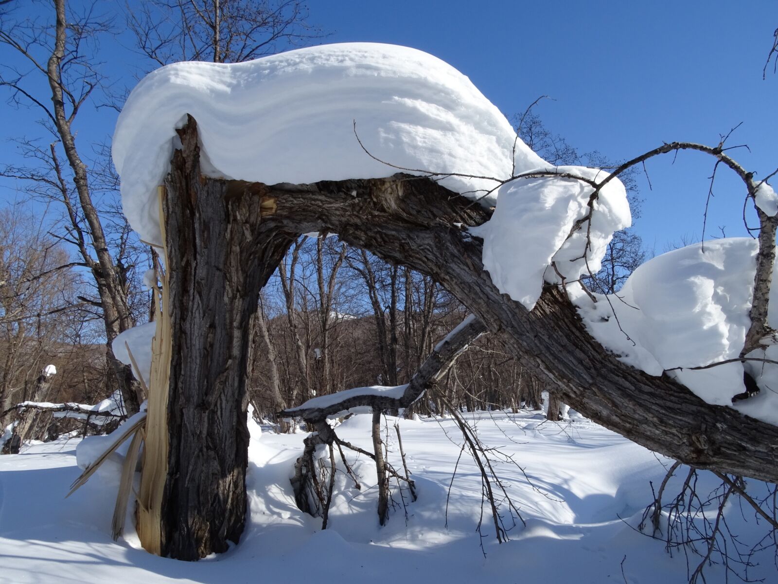 Sony DSC-HX400 sample photo. Forest, snowdrift, snow cap photography