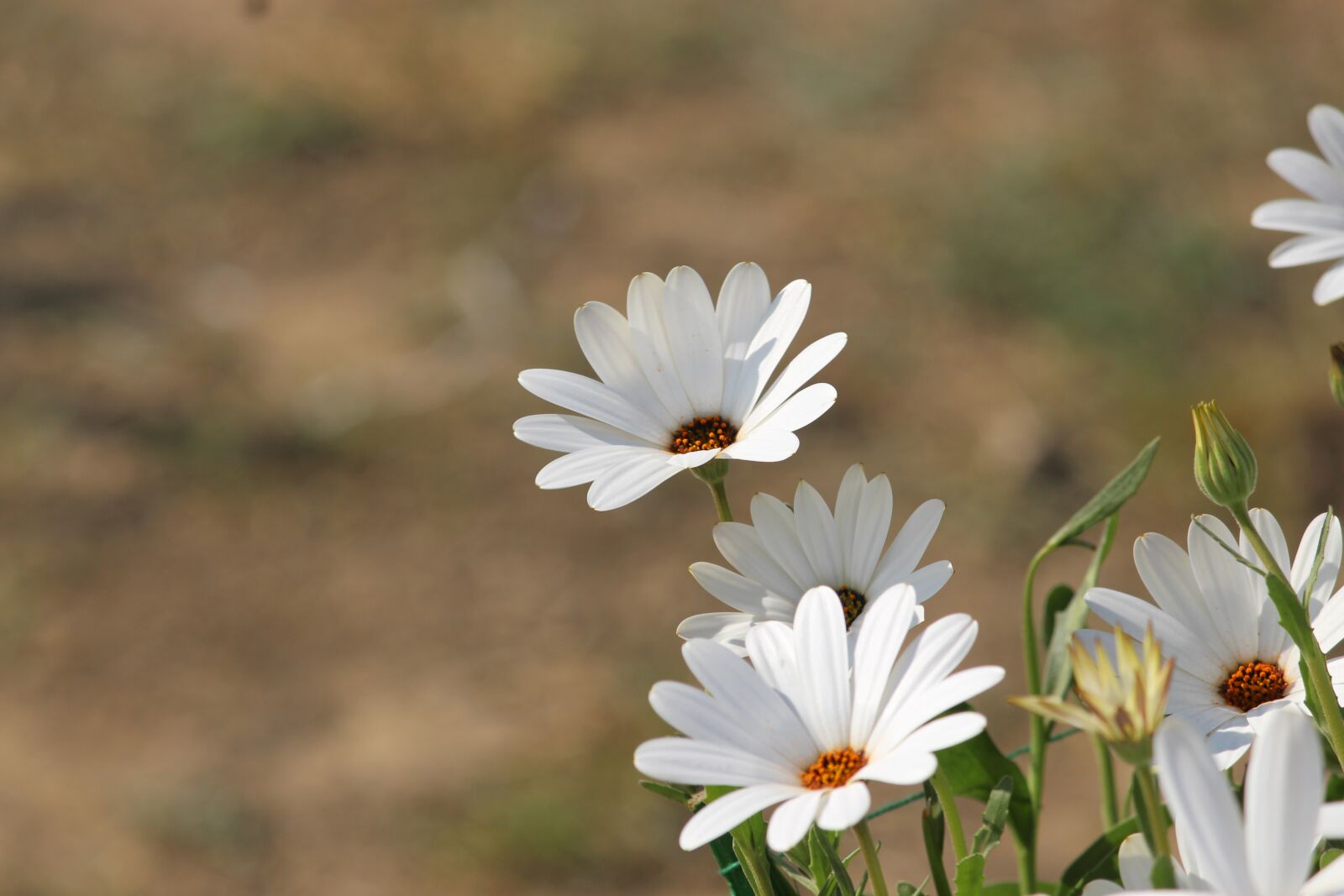 Canon EOS 700D (EOS Rebel T5i / EOS Kiss X7i) sample photo. White flowers, nature, beauty photography