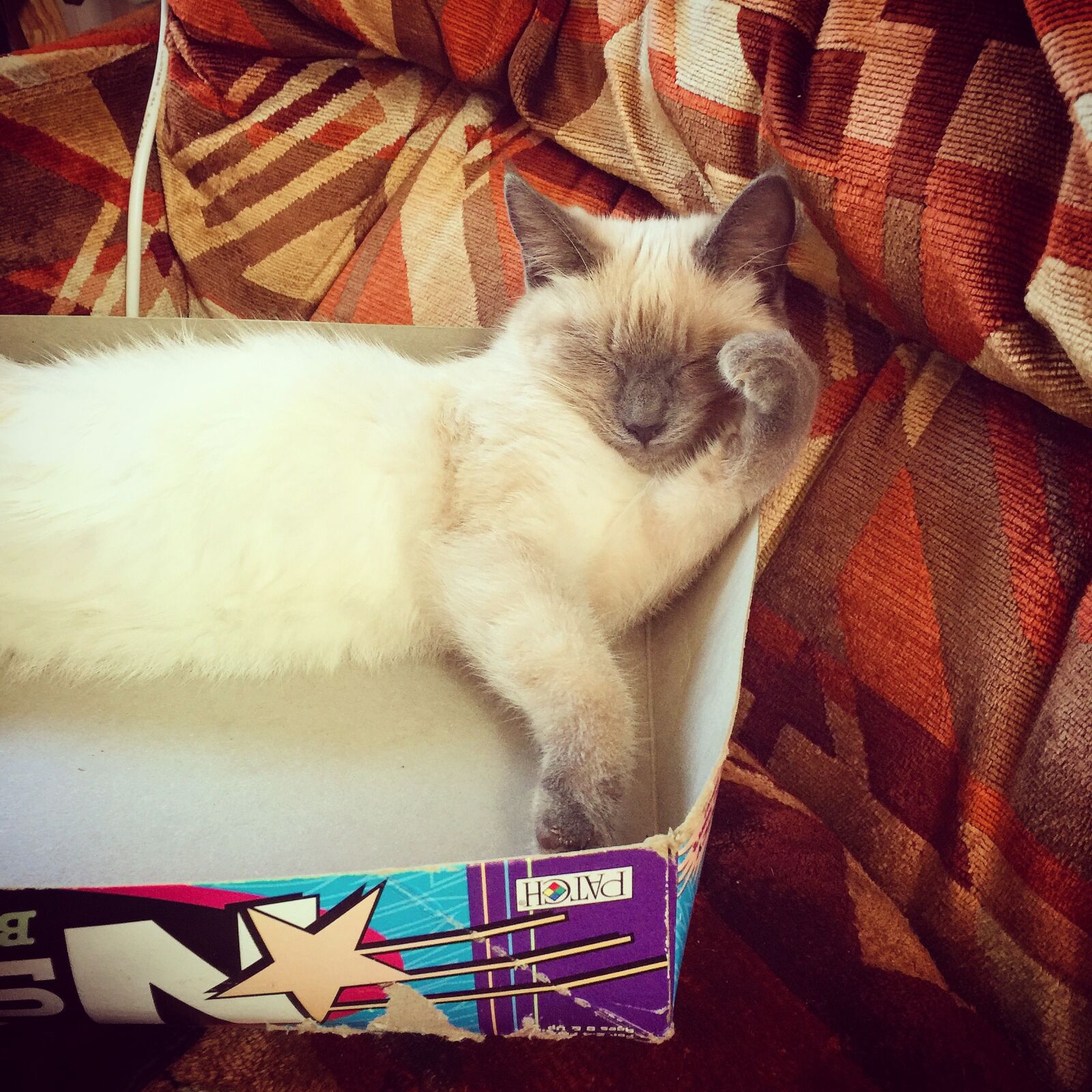 iPhone 6 Plus back camera 4.15mm f/2.2 sample photo. Animal, animals, baby, cat photography