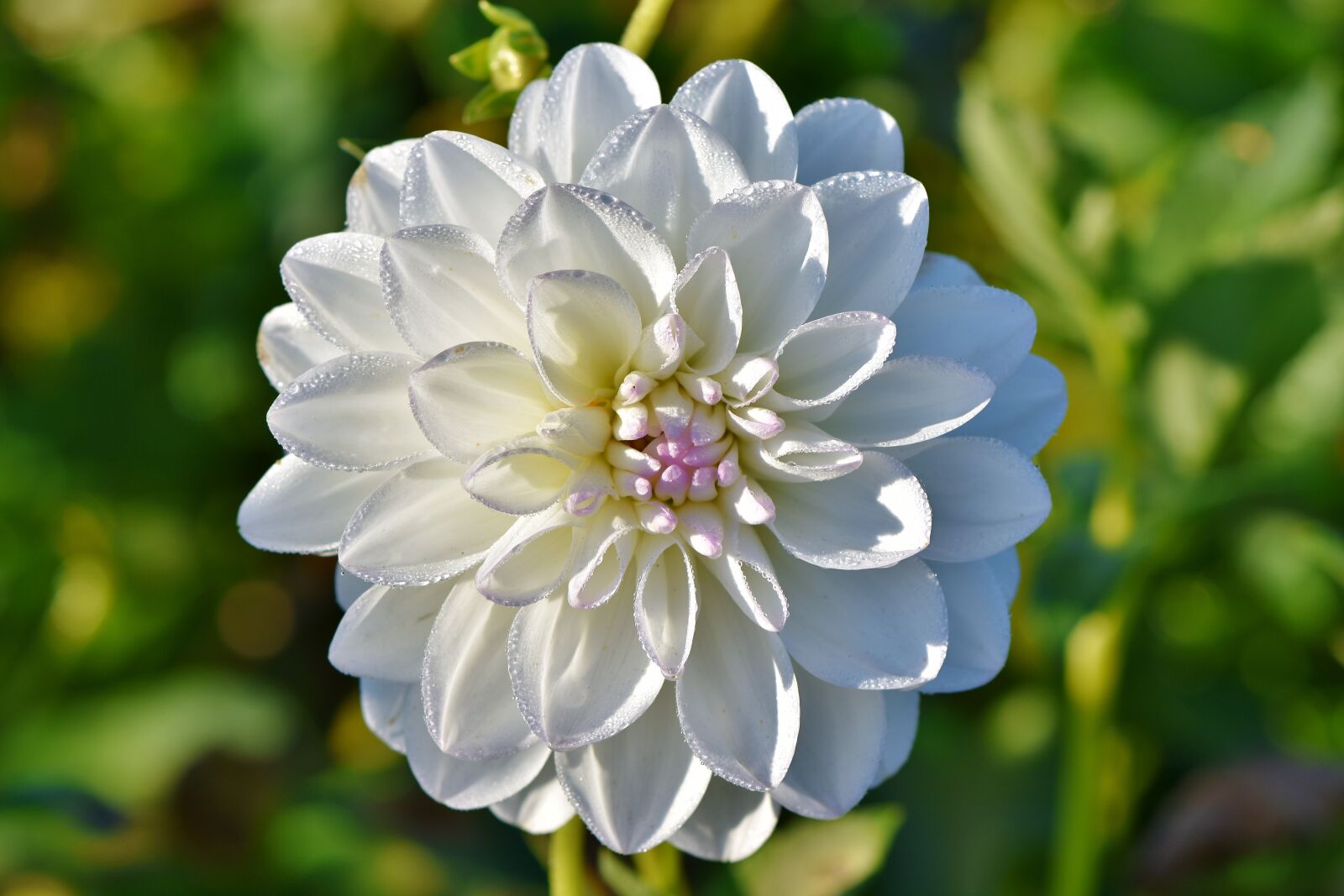 Nikon D7200 sample photo. Dahlia, dahlias bud, flower photography