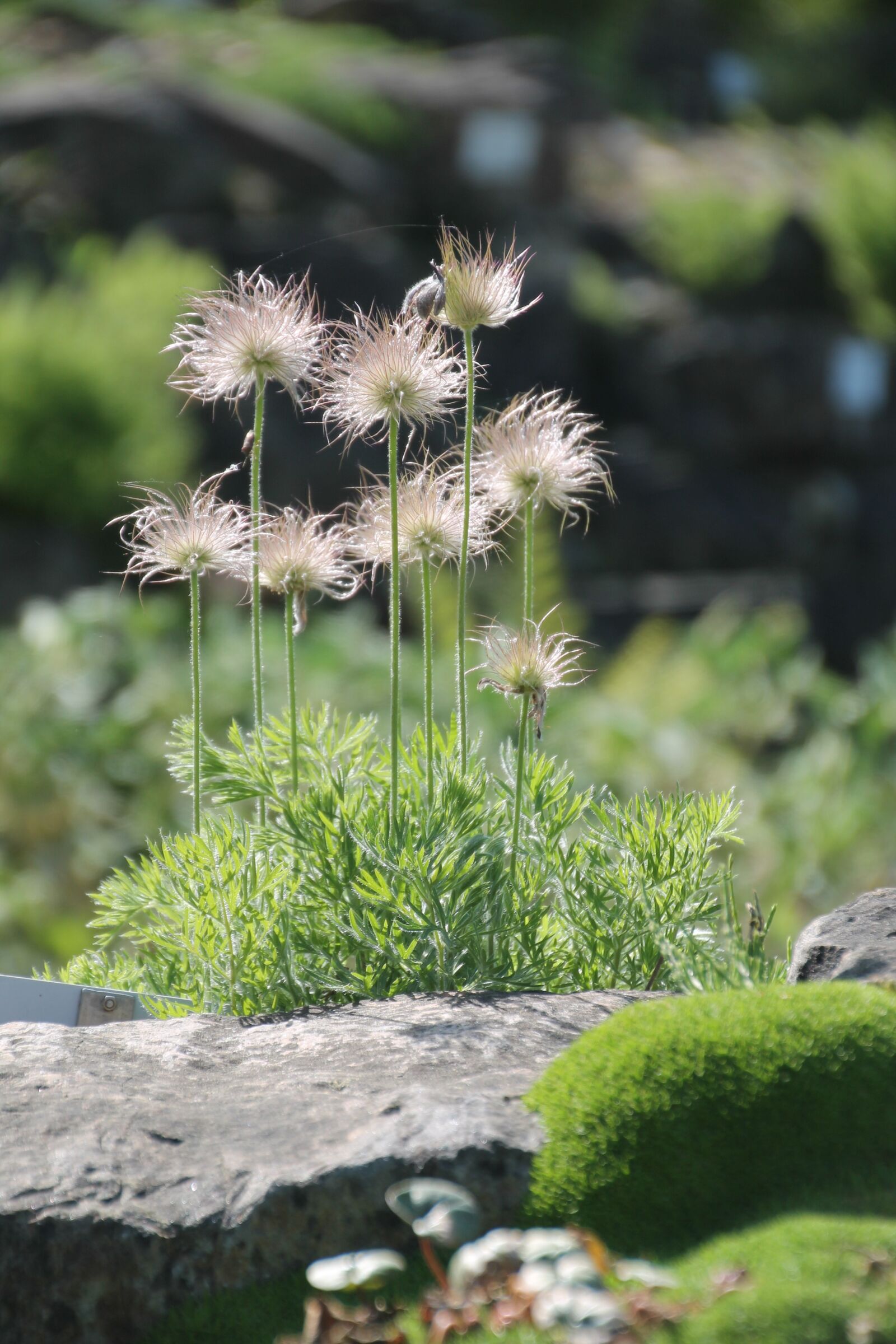 Canon EOS 1100D (EOS Rebel T3 / EOS Kiss X50) sample photo. Nature, botany, garden photography