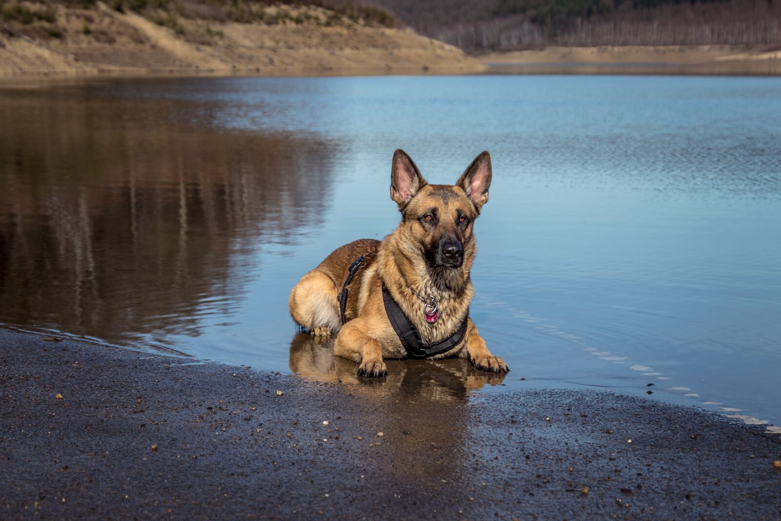 Canon EOS 80D sample photo. Lake, water, dog photography