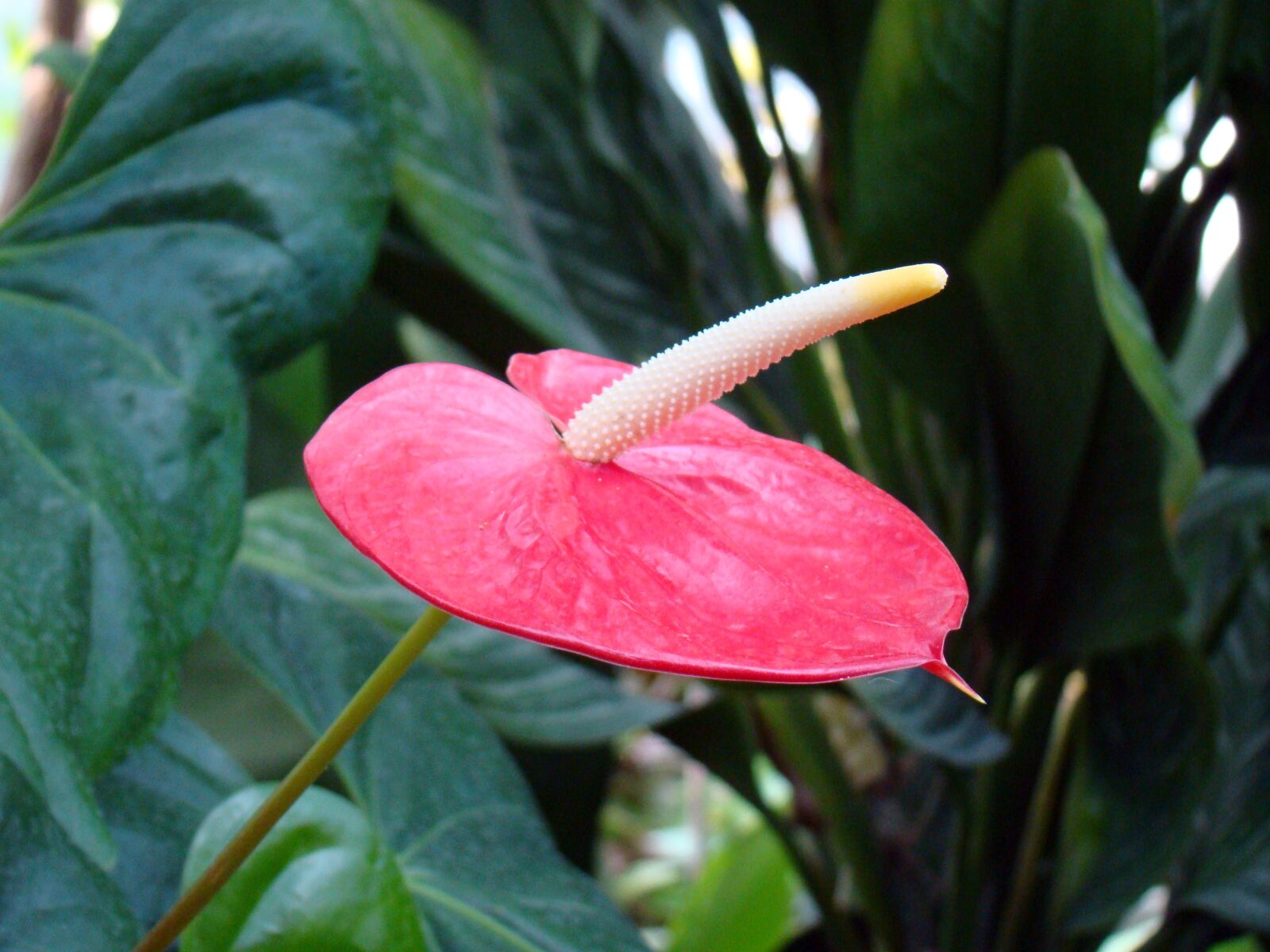 Sony Cyber-shot DSC-H50 sample photo. Flower, red flower, exotic photography