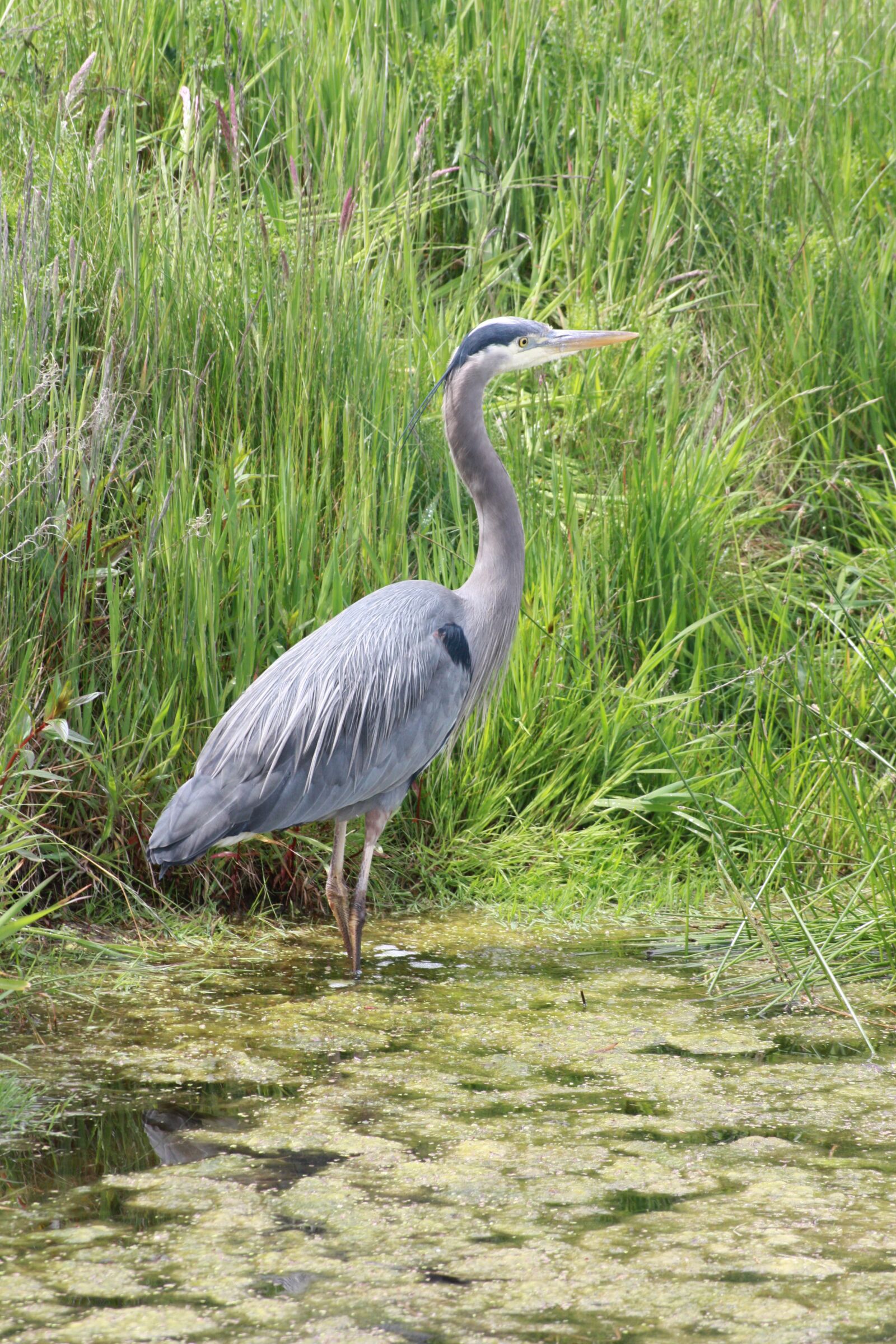 Canon EOS 450D (EOS Rebel XSi / EOS Kiss X2) sample photo. Blue heron, bird, wildlife photography