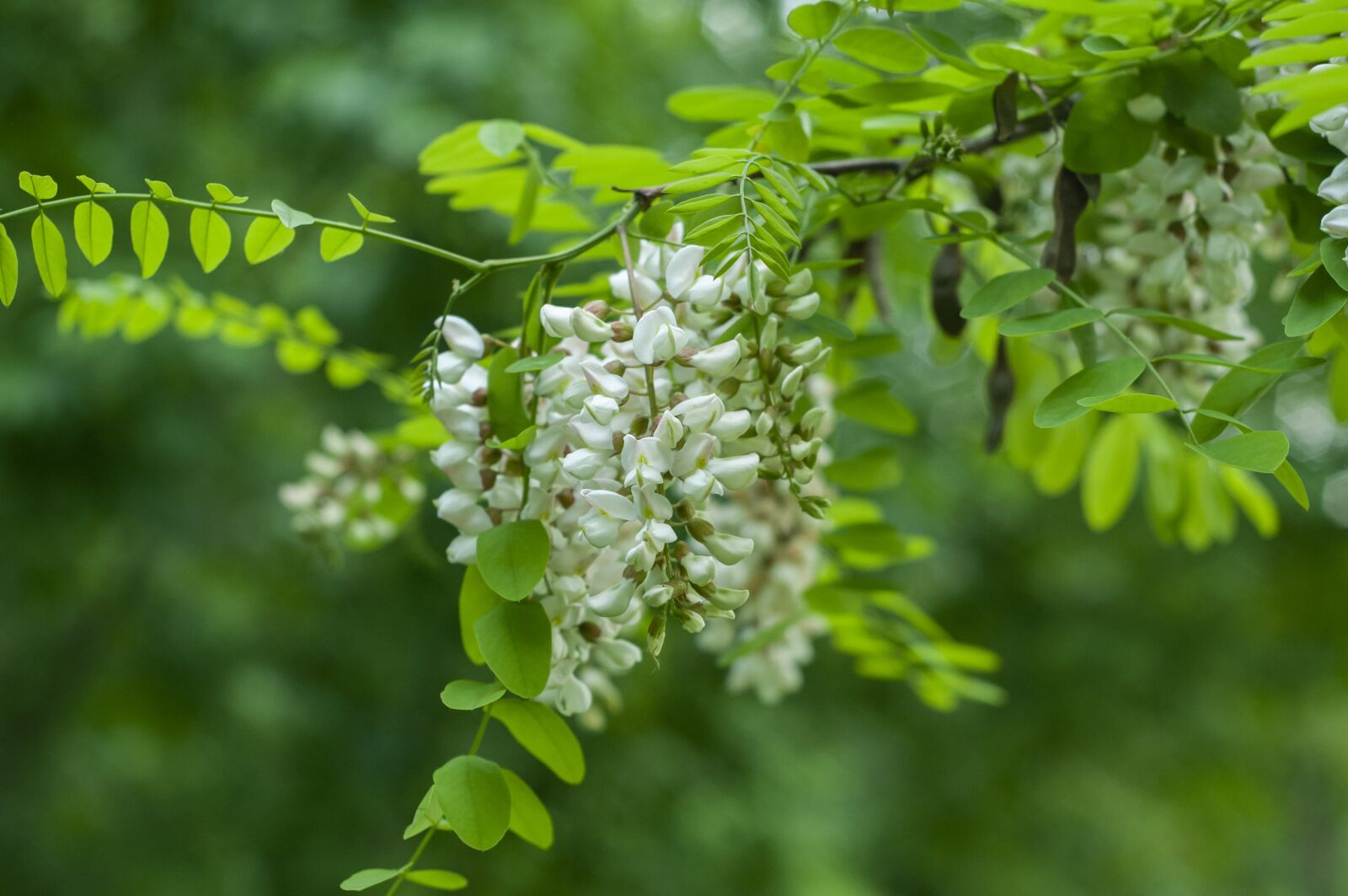 Nikon D300 sample photo. Flowers, tree, forest photography