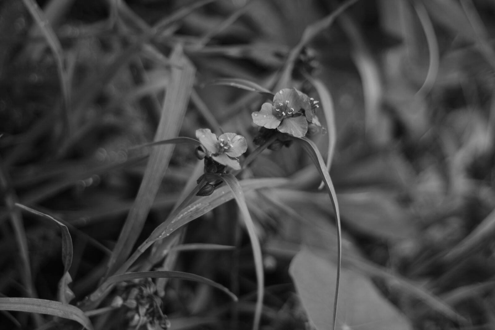 Canon EF 50mm F1.8 STM sample photo. Spiderwort, flower, bloom photography