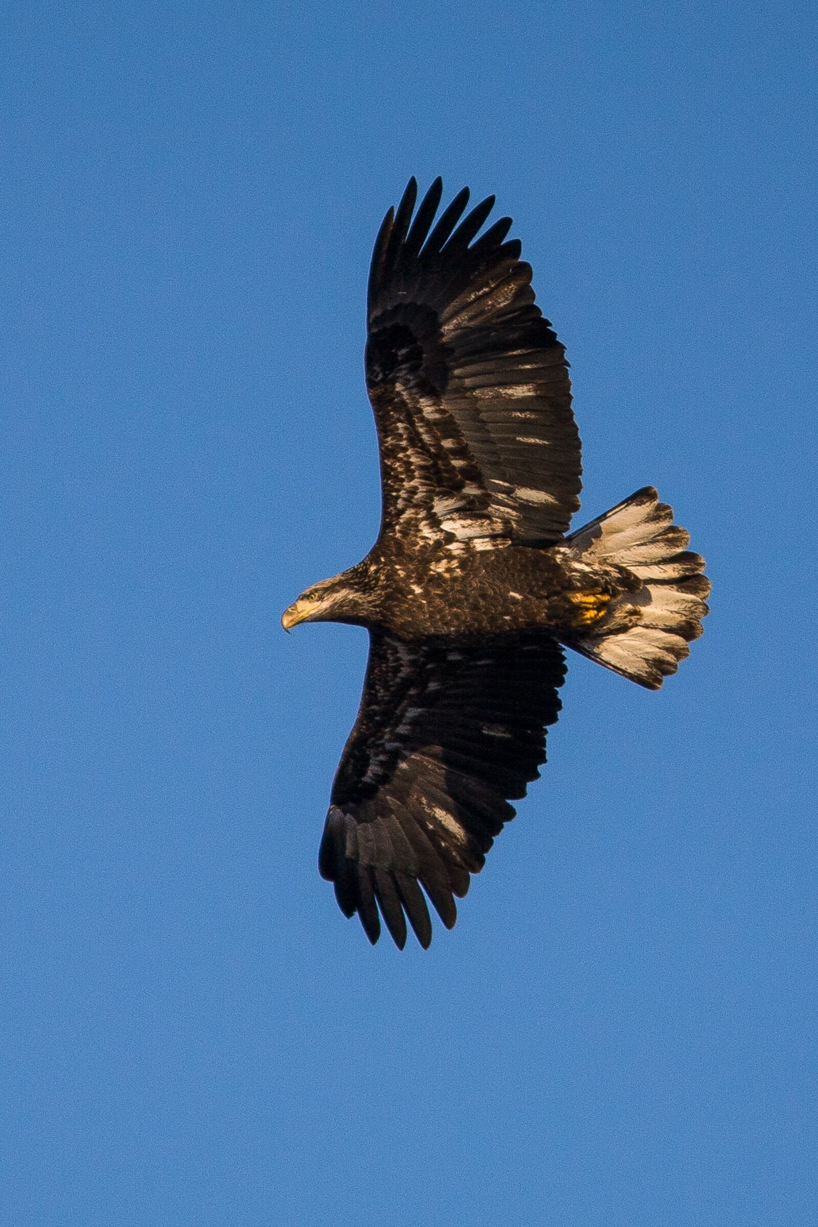 Canon EF 300mm F4L IS USM sample photo. Bald eagle, immature, soaring photography