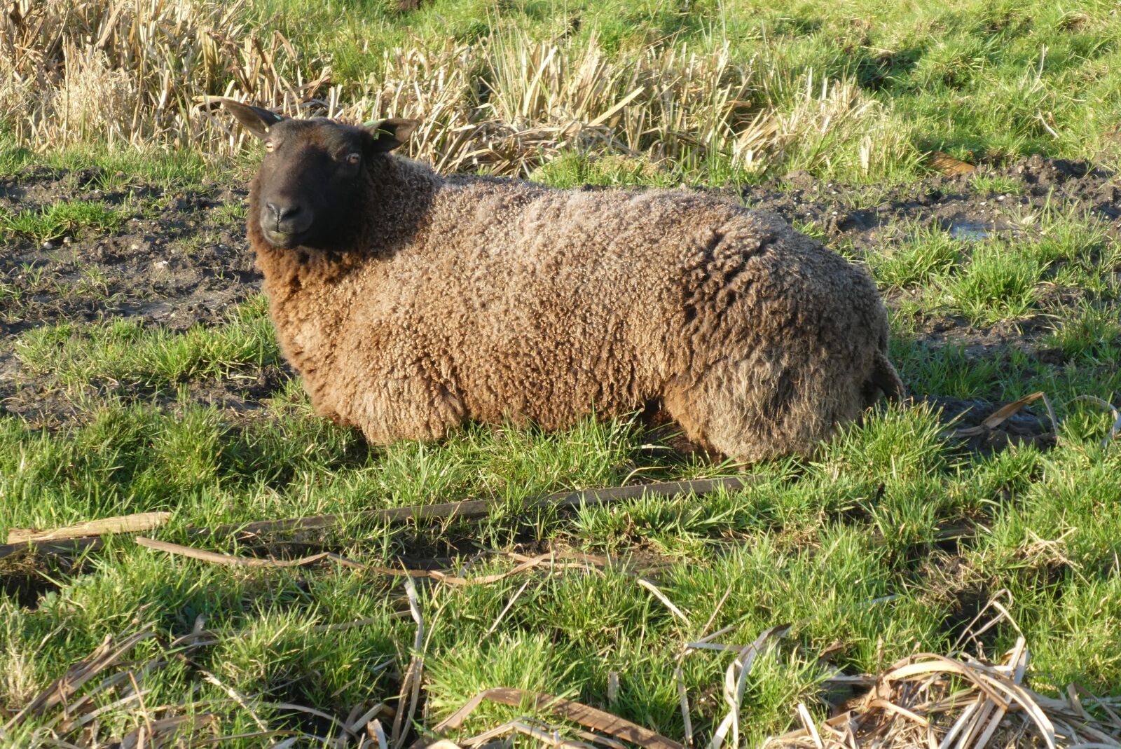 Panasonic Lumix DC-ZS70 (Lumix DC-TZ90) sample photo. Sheep, meadow, mammal photography
