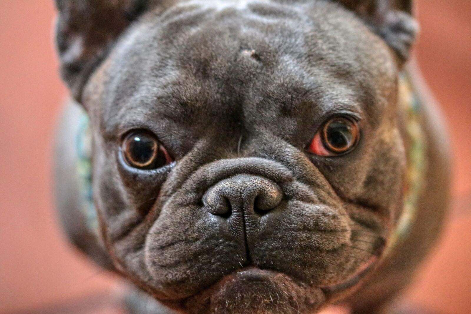 Canon EOS 80D sample photo. Dog, animal, pet photography