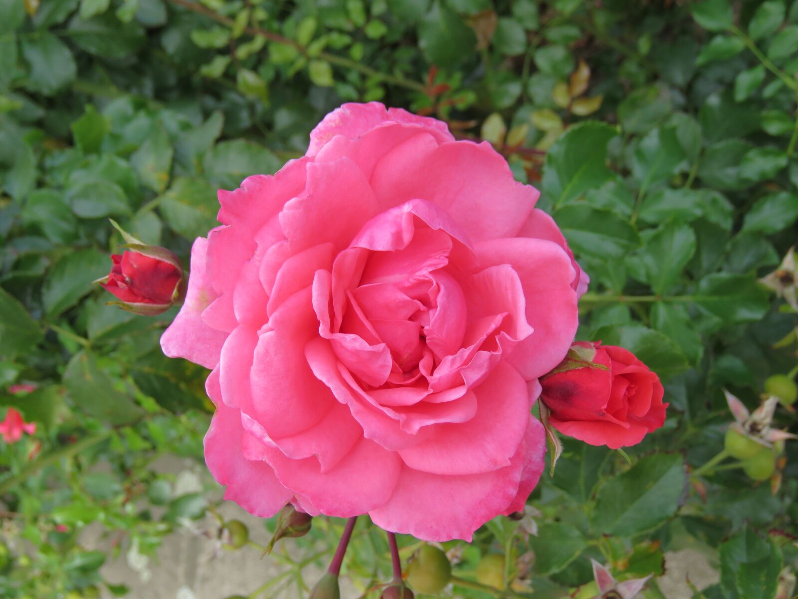 Canon PowerShot SX60 HS sample photo. Pink, rose, blossom photography