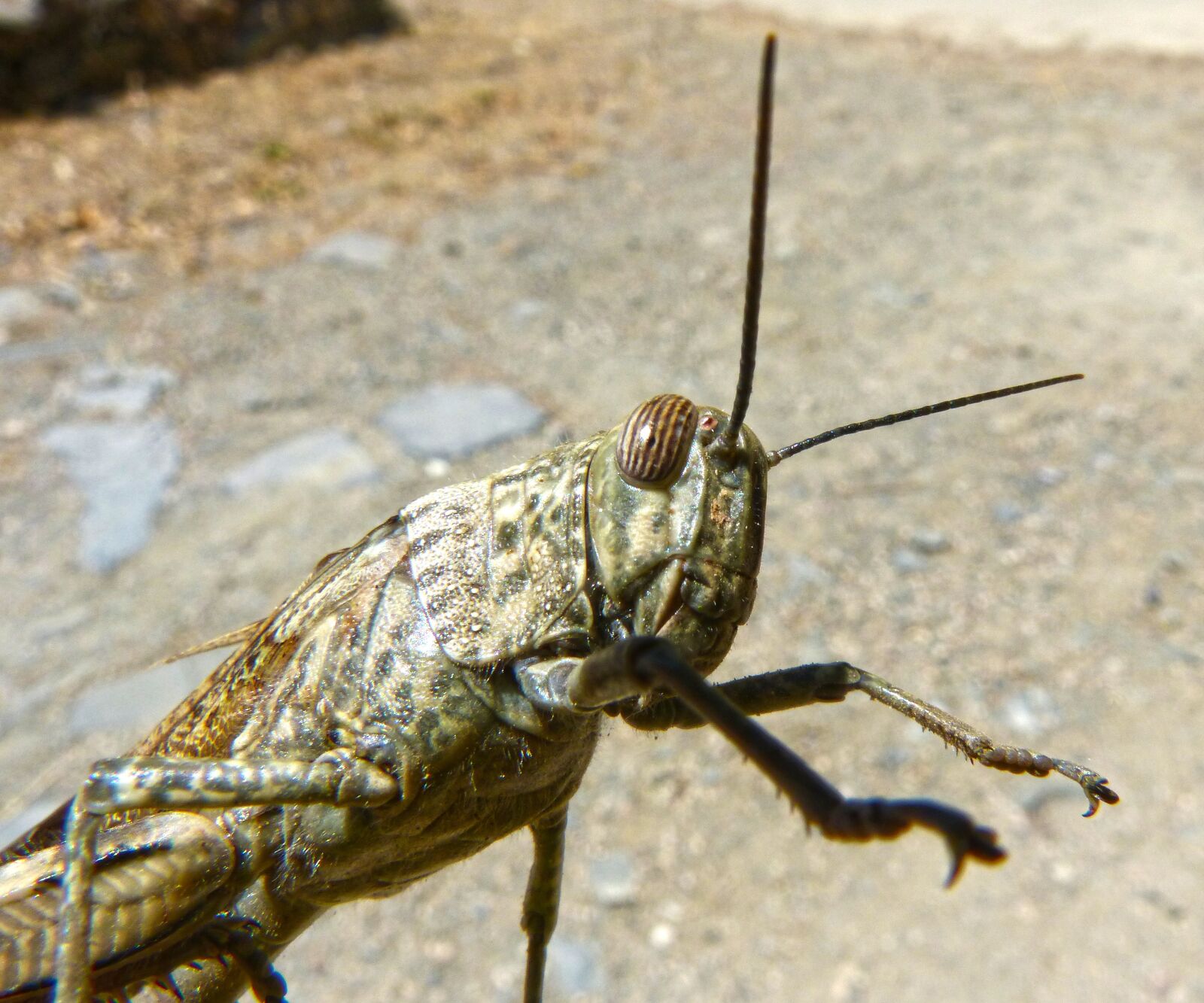 Panasonic DMC-FZ62 sample photo. Grasshopper, detail, lobster photography