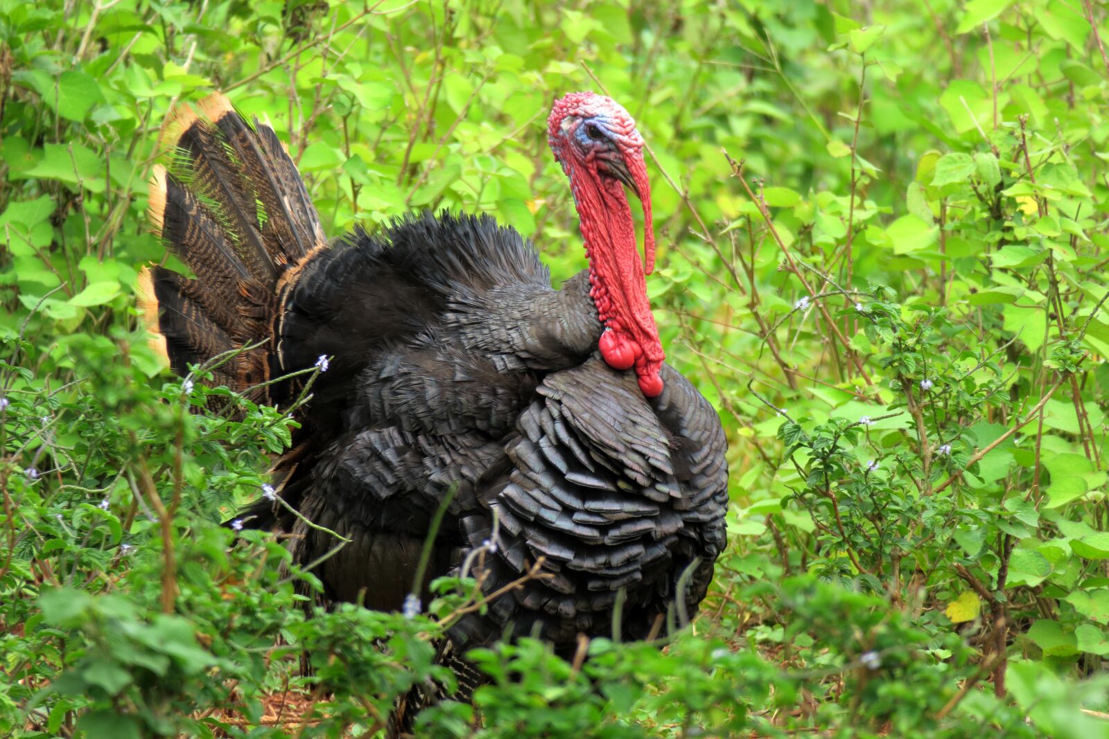Canon PowerShot G3 X sample photo. Turkey, bird, species photography